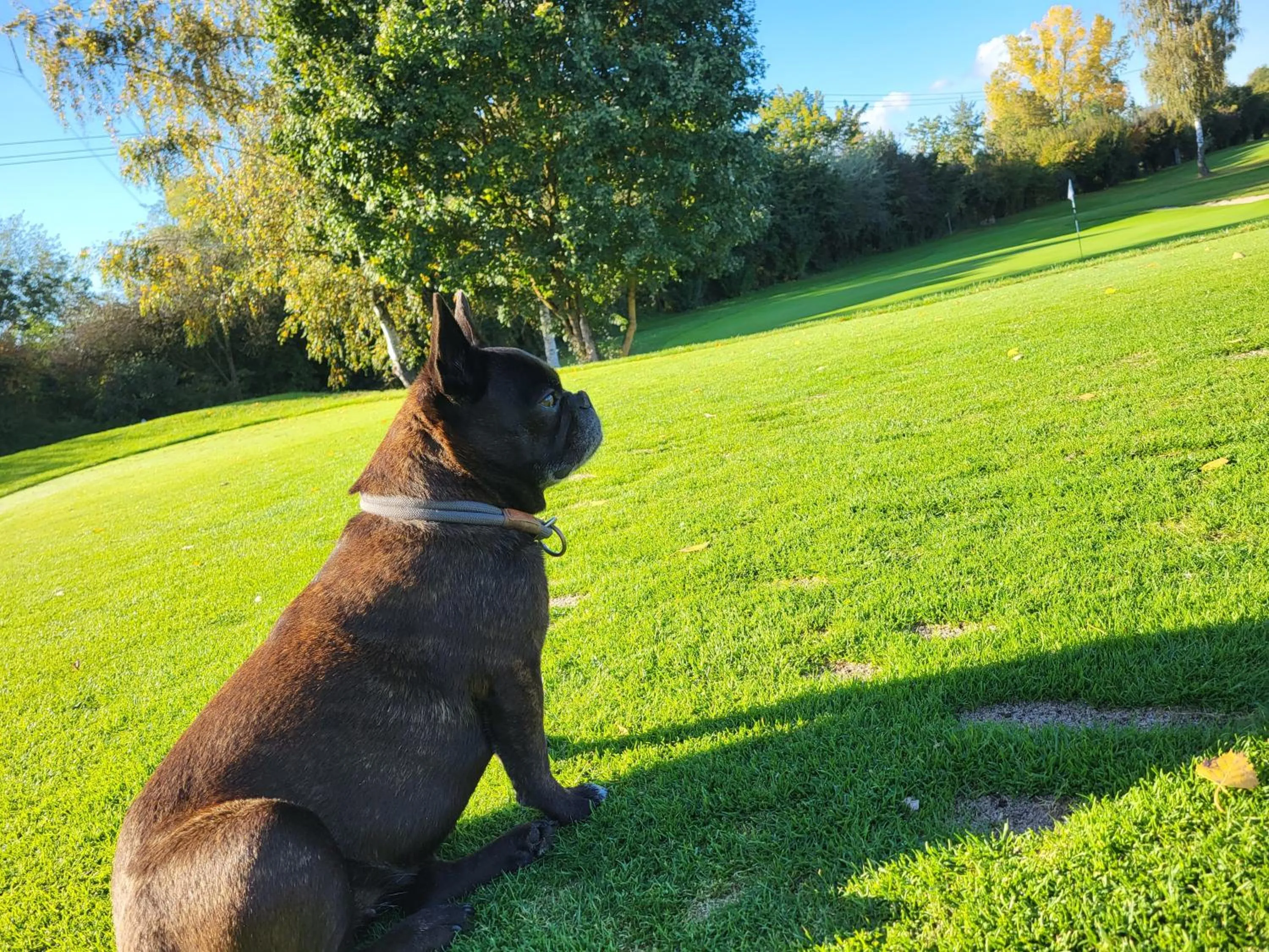 Pets in Bachhof Resort Hotel