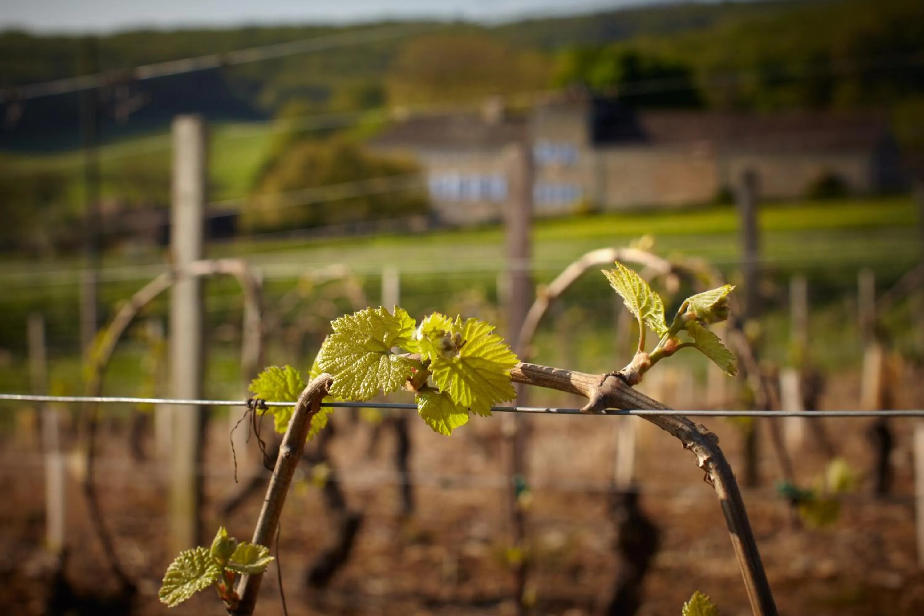View (from property/room) in Les maisons vigneronnes