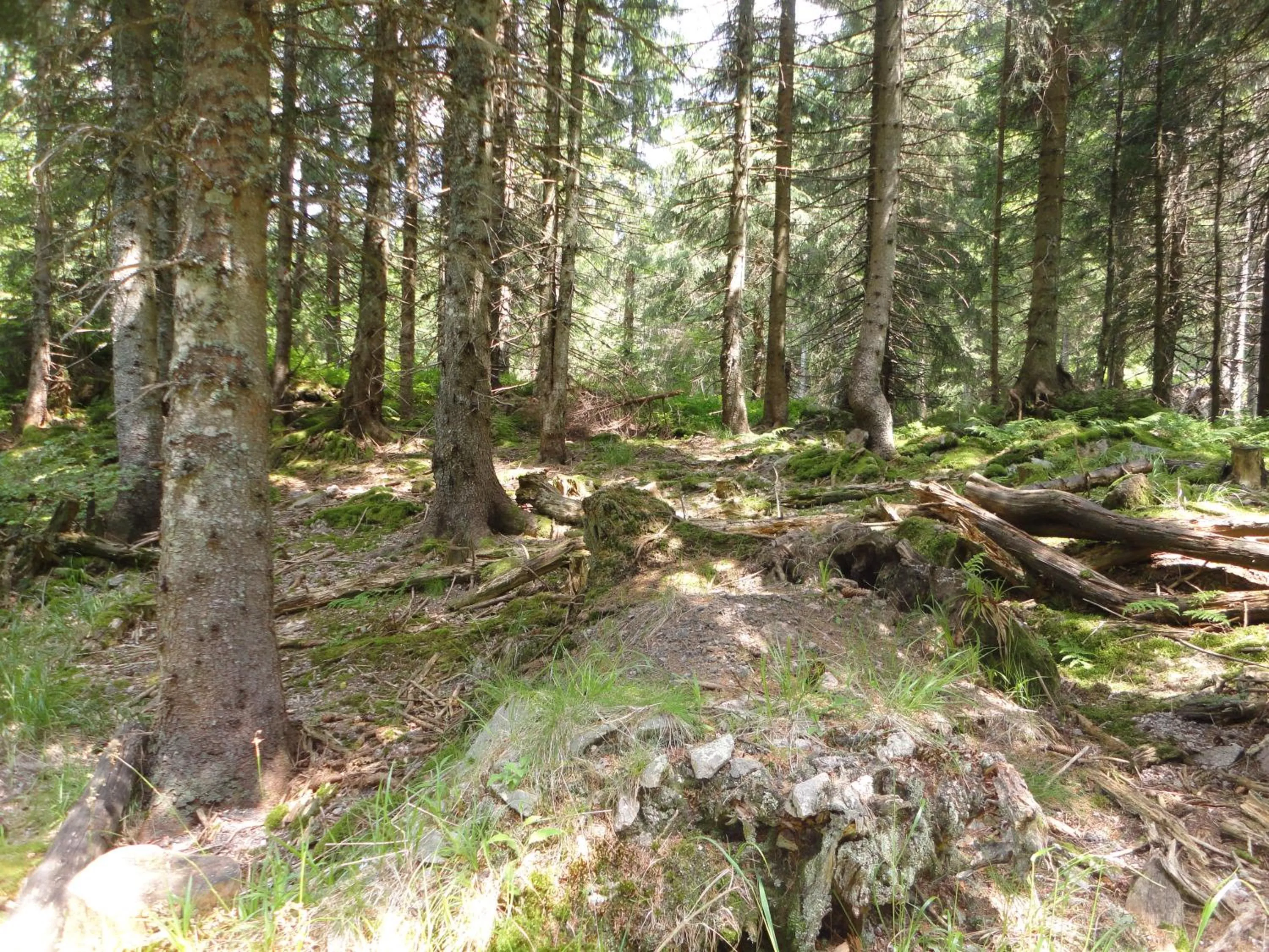 Natural landscape in Hotel Diana