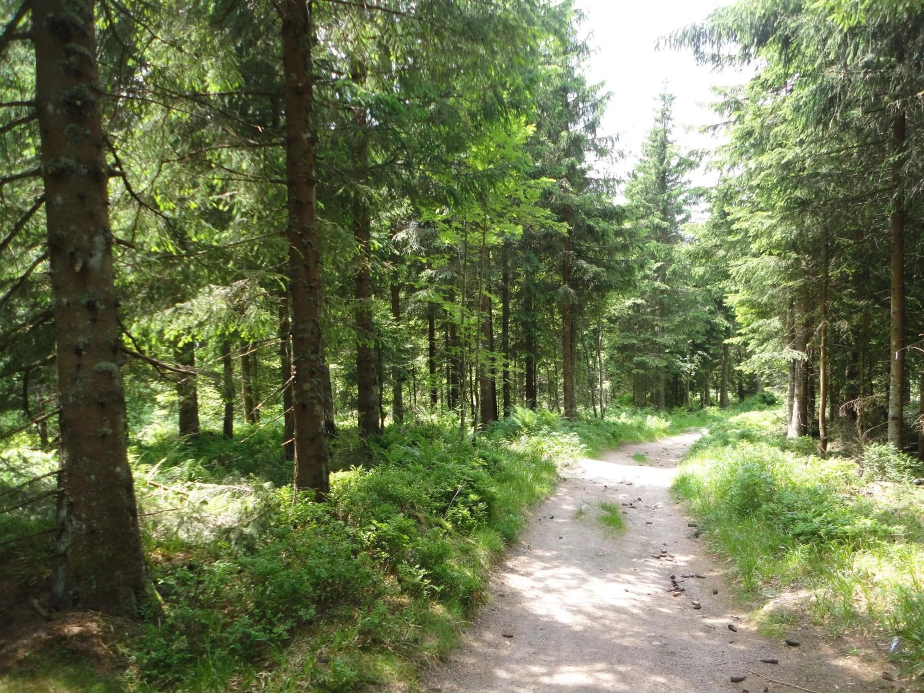 Natural landscape in Hotel Diana