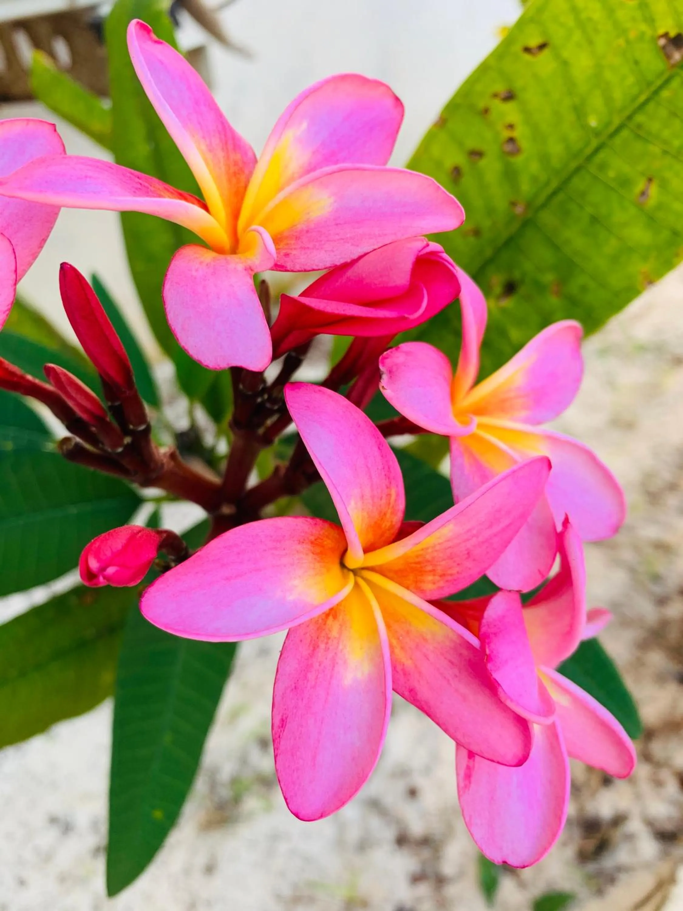 Other in Zava Nungwi