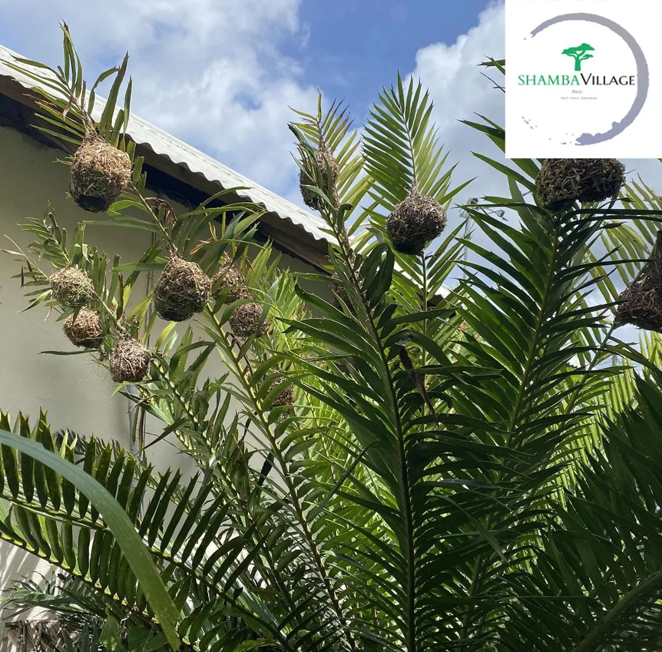 Garden in Shamba Village