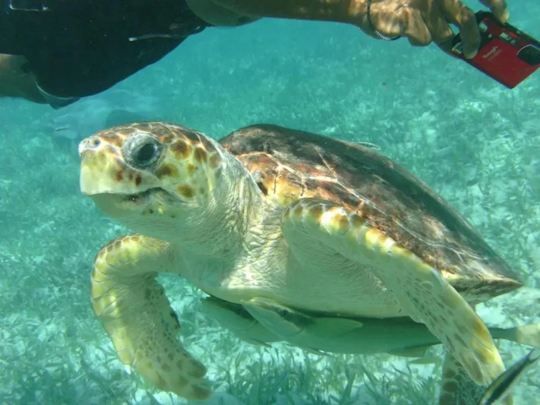 Snorkeling in Tropical Paradise Express