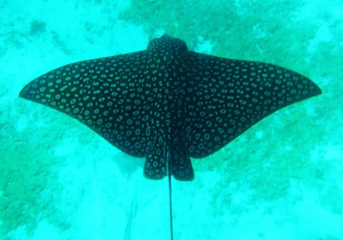 Snorkeling in Tropical Paradise Express