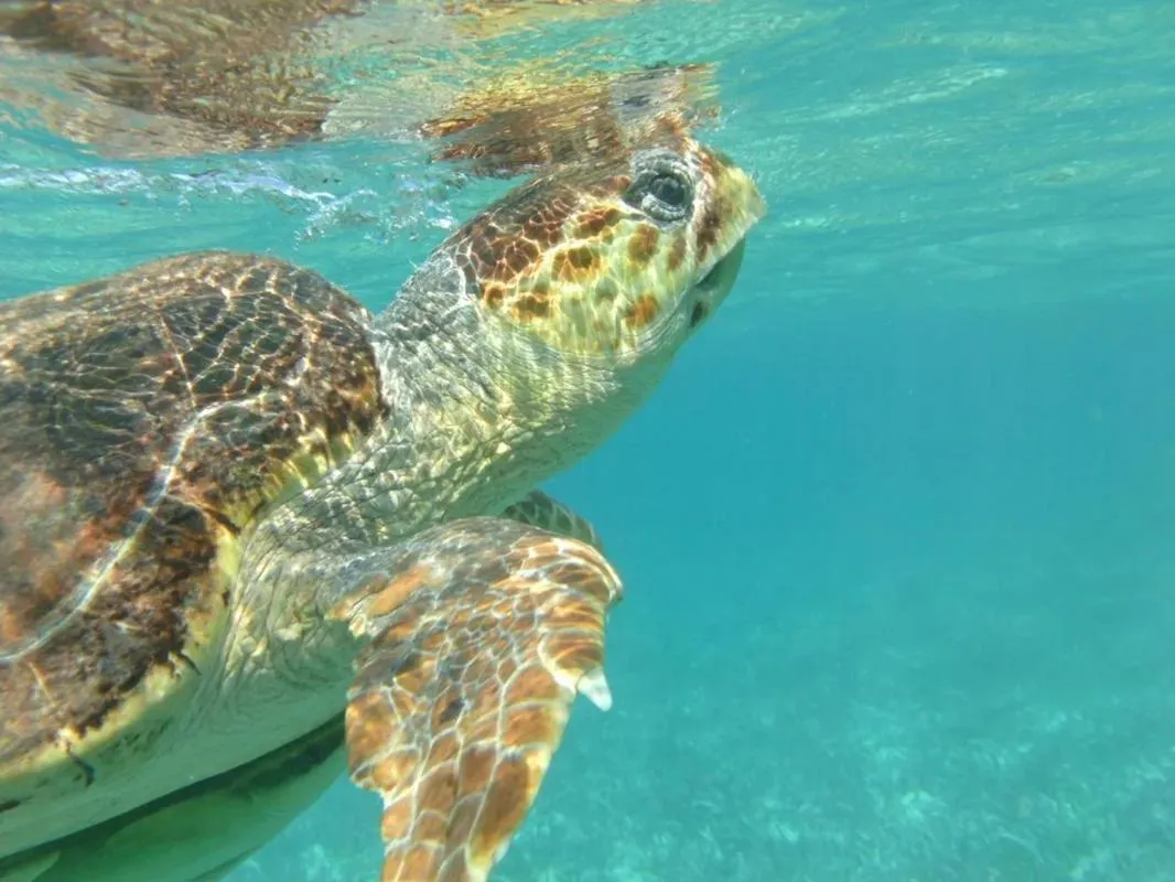 Snorkeling in Tropical Paradise Express