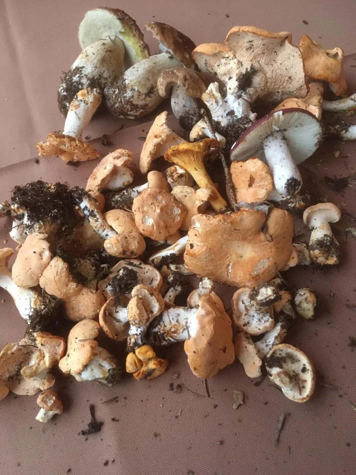 Restaurant/places to eat in Albergo La Pineta