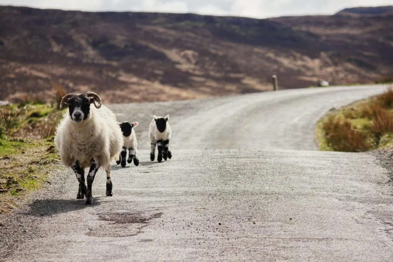 The Red Red Robin Cottage