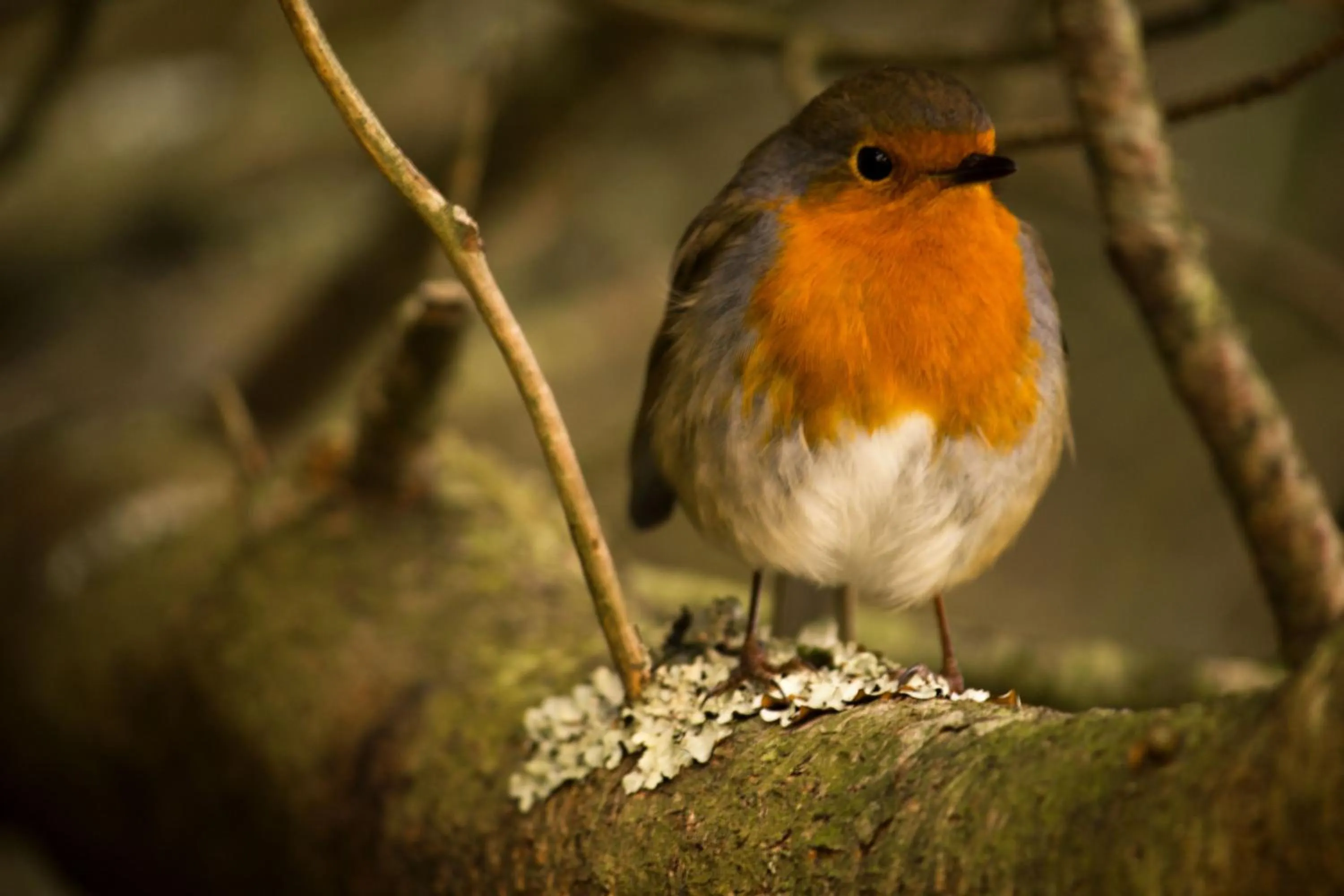 Animals in The Red Red Robin Cottage