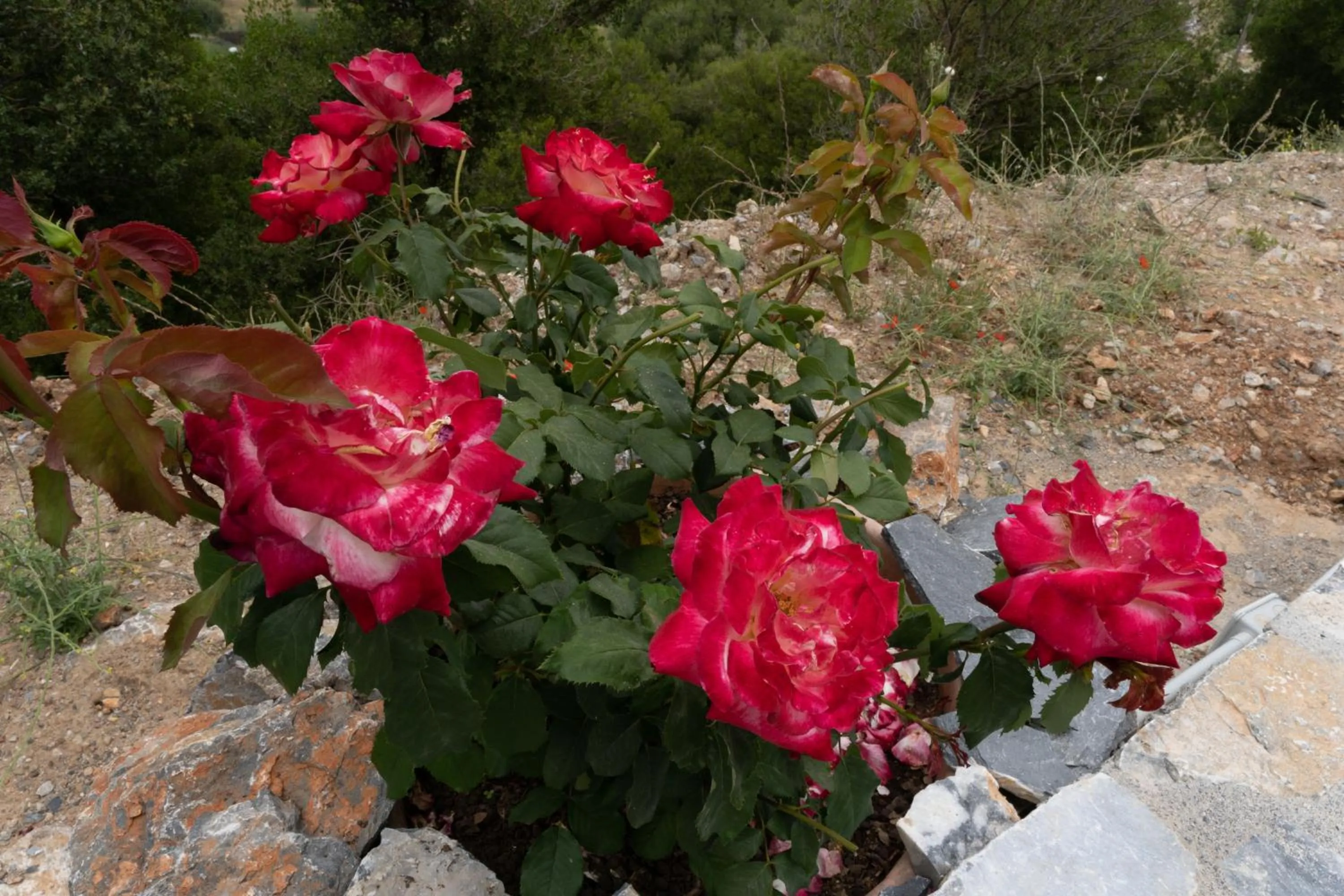 Garden in Dictamus Homes
