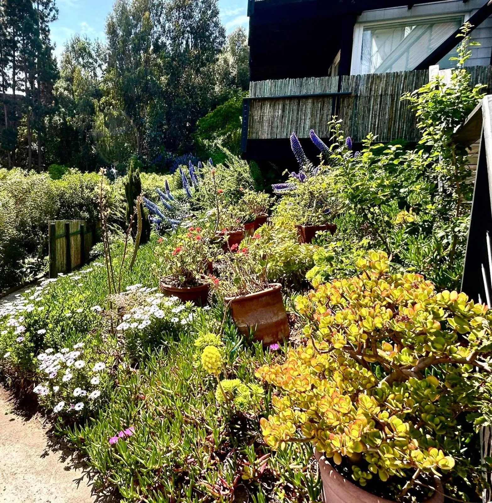 Lofts - Casa El Pangue, Zapallar