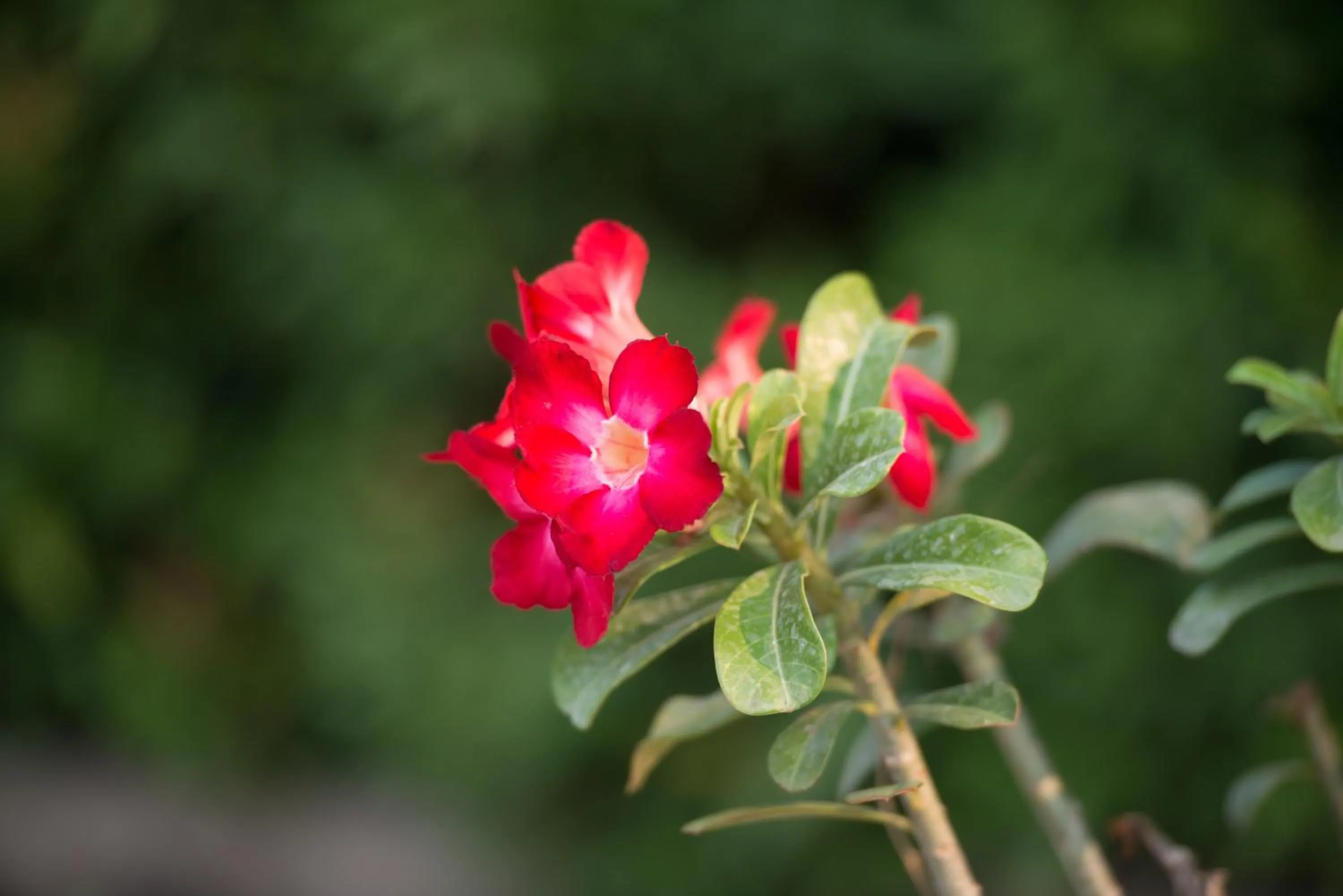 Natural landscape in Baantip Suantong