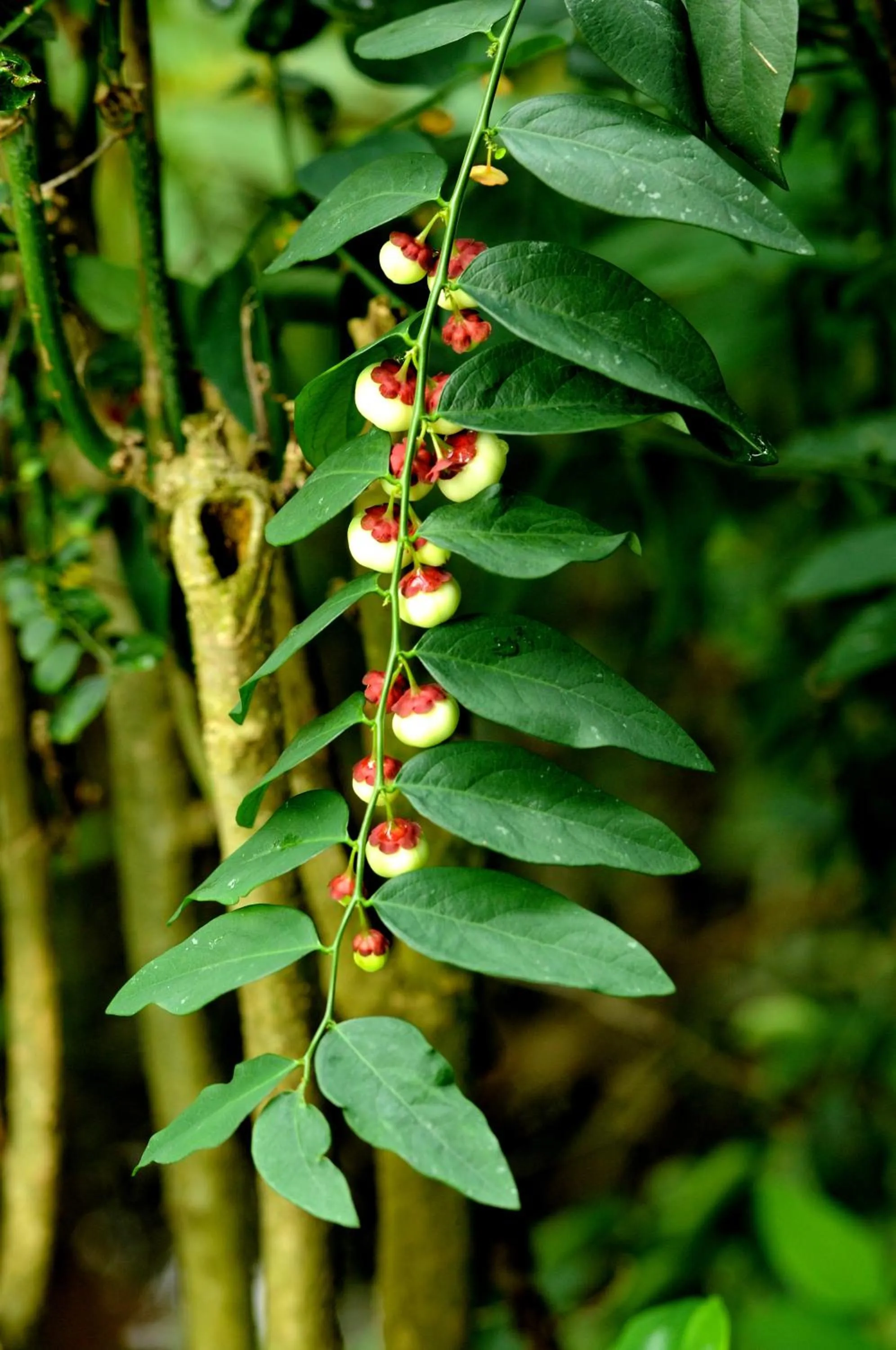 Natural landscape in Baantip Suantong