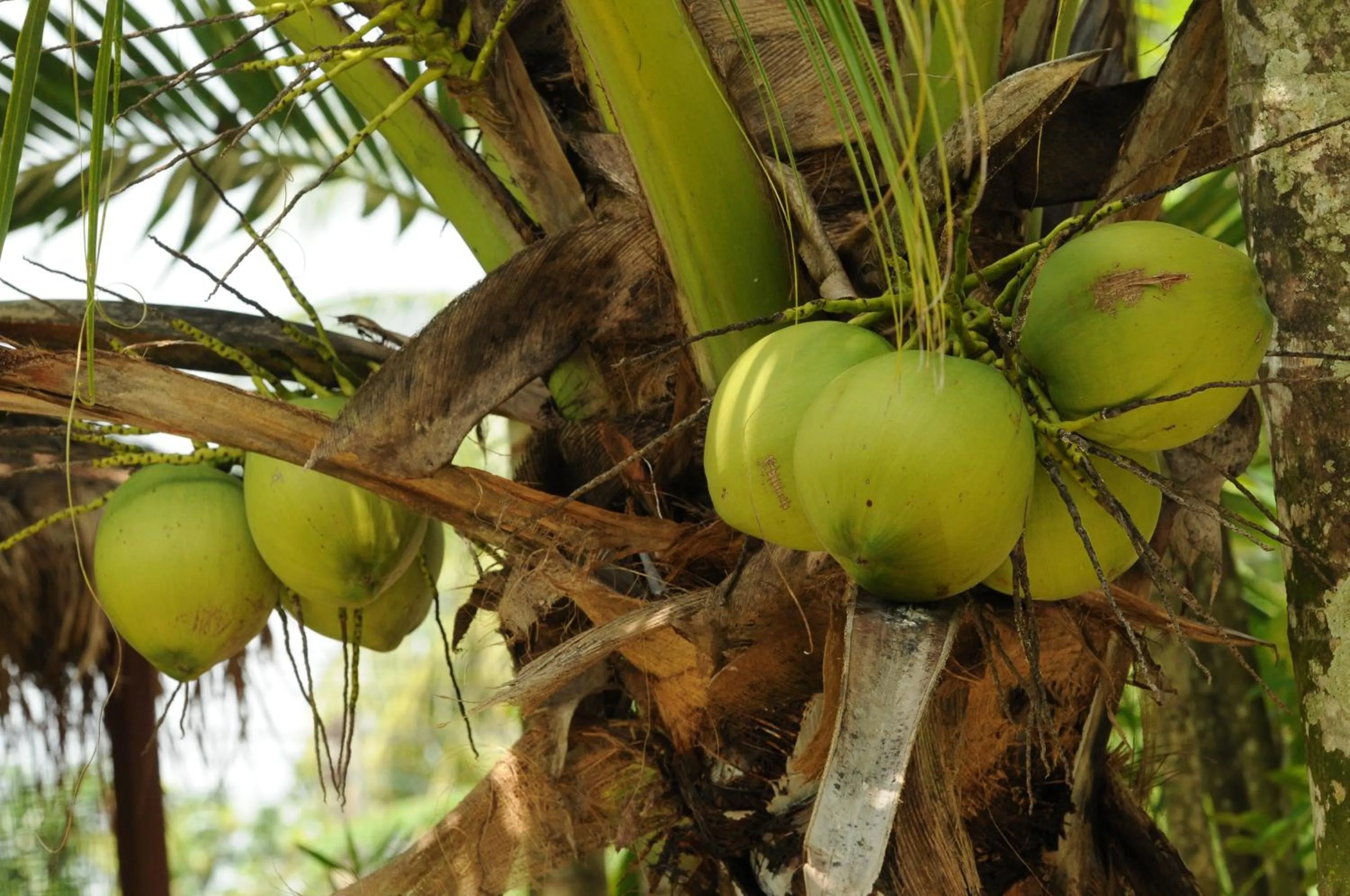 Natural landscape in Baantip Suantong