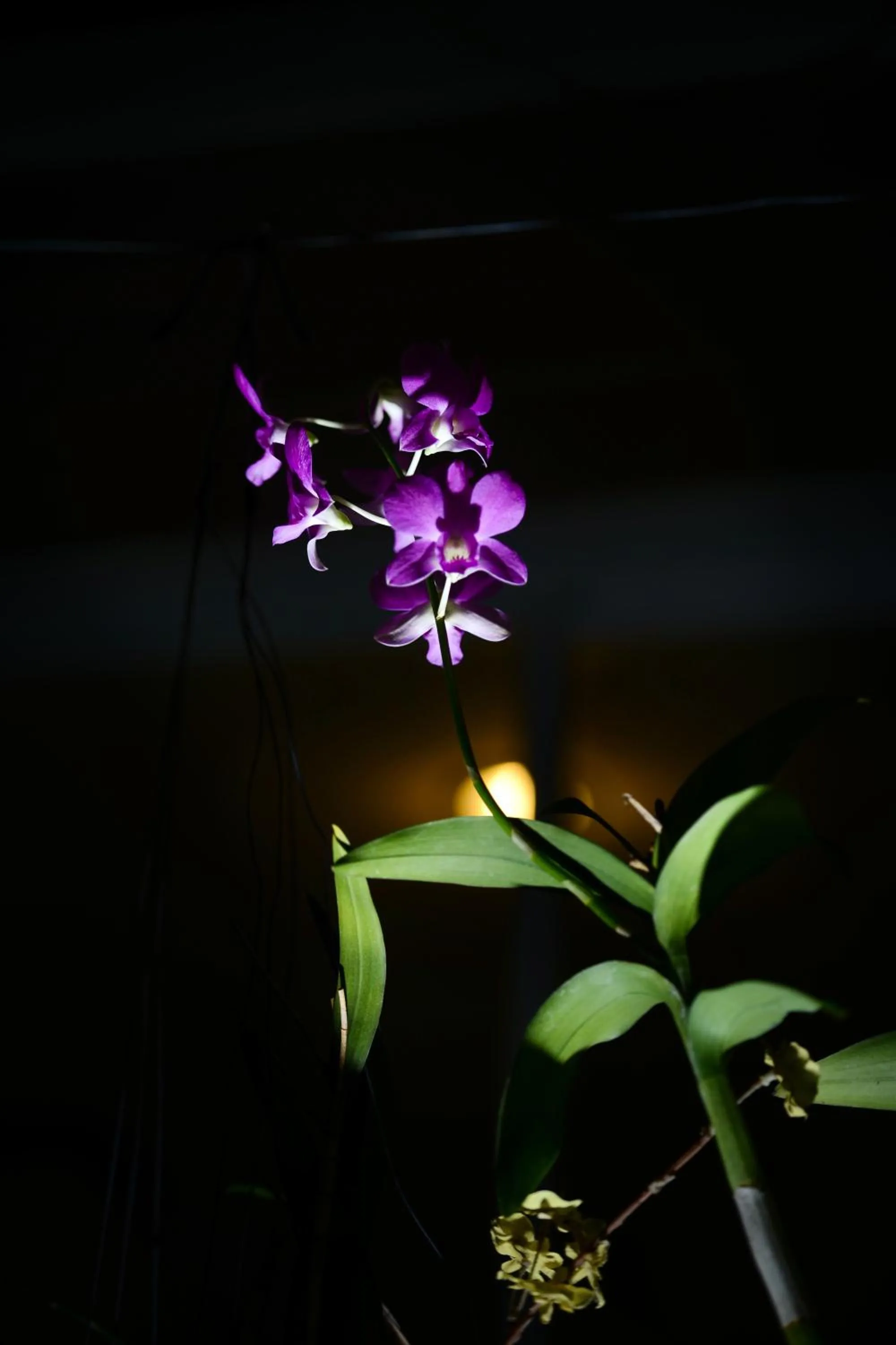 Decorative detail in Baantip Suantong