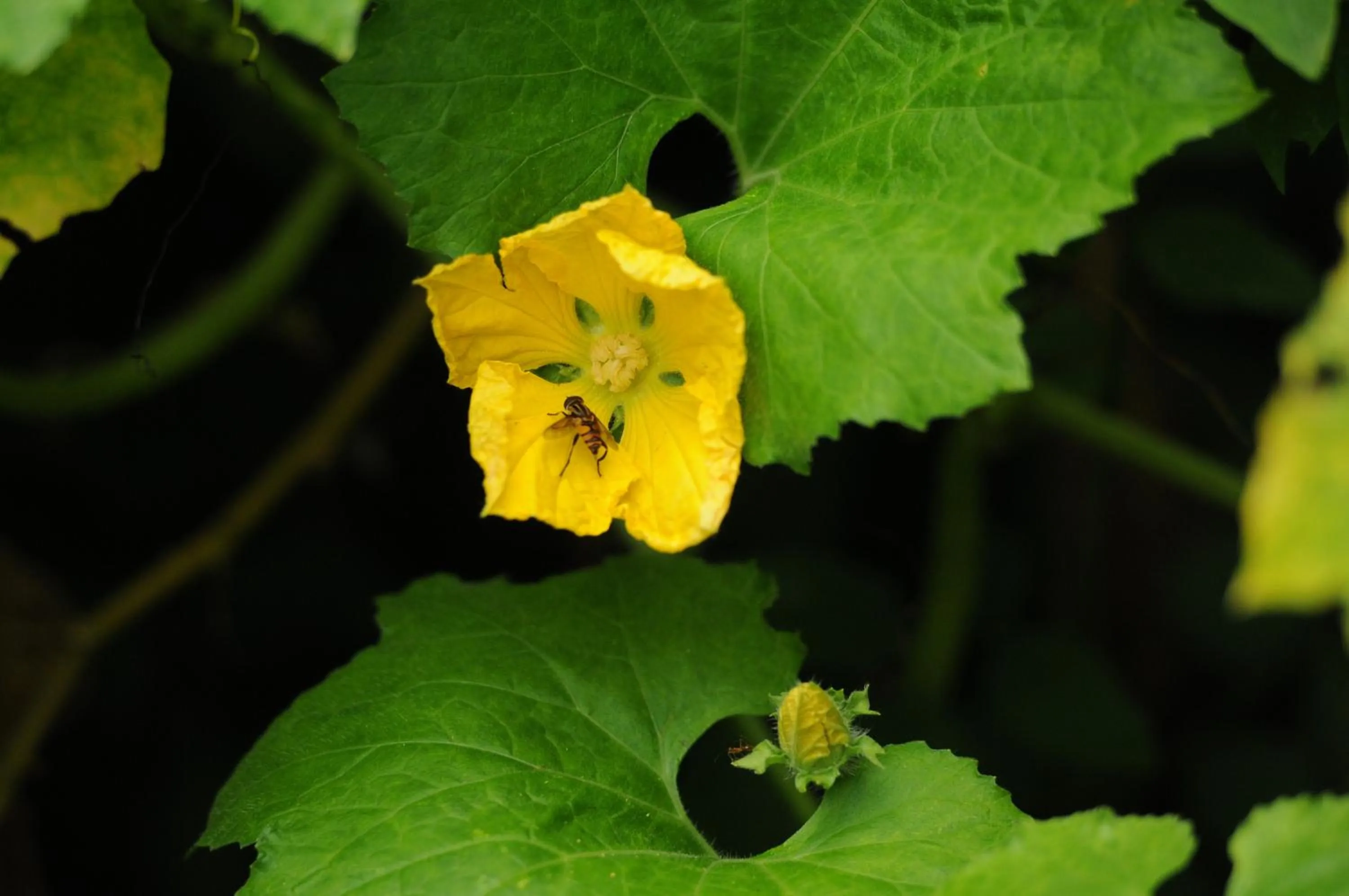 Natural landscape in Baantip Suantong