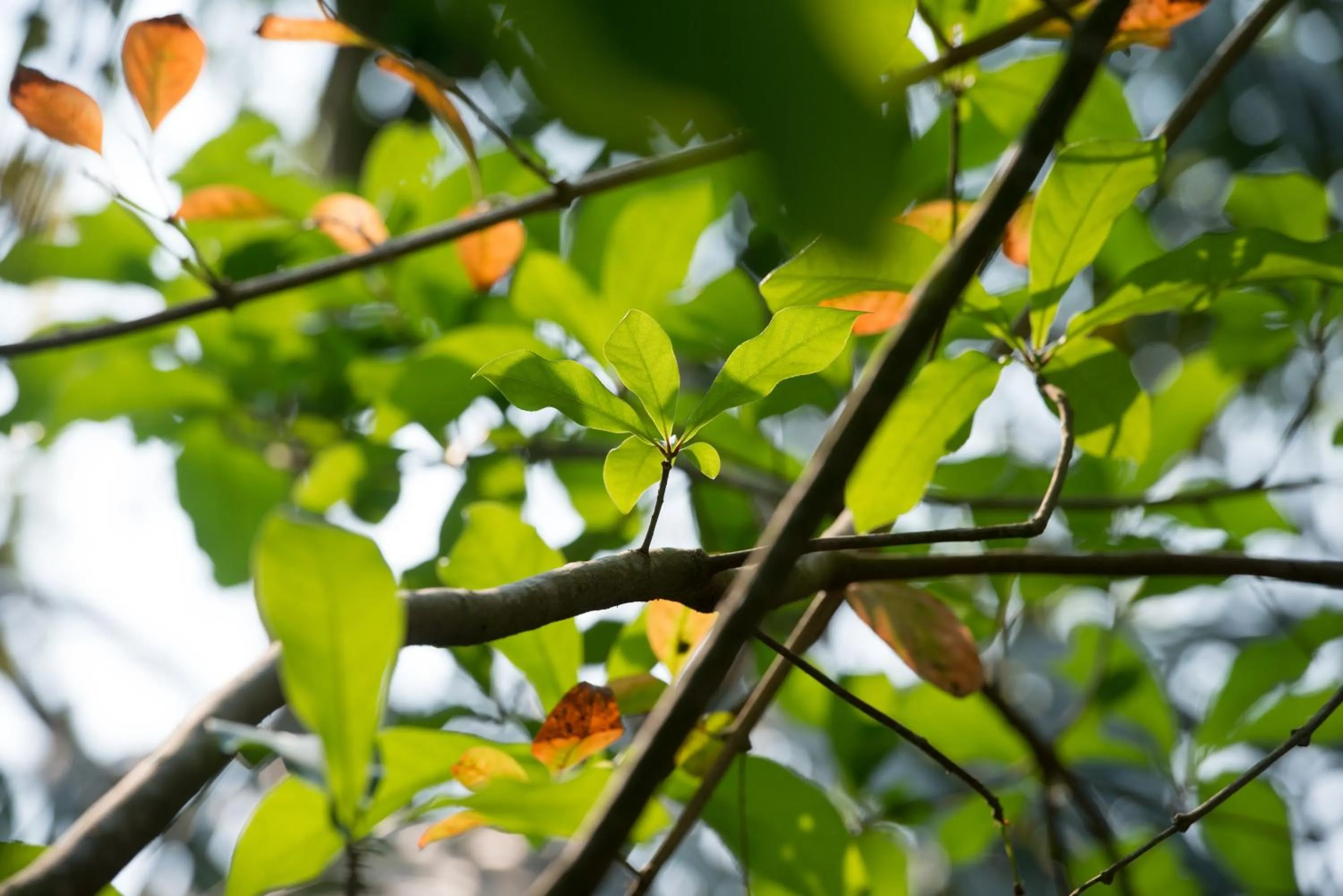 Natural landscape in Baantip Suantong
