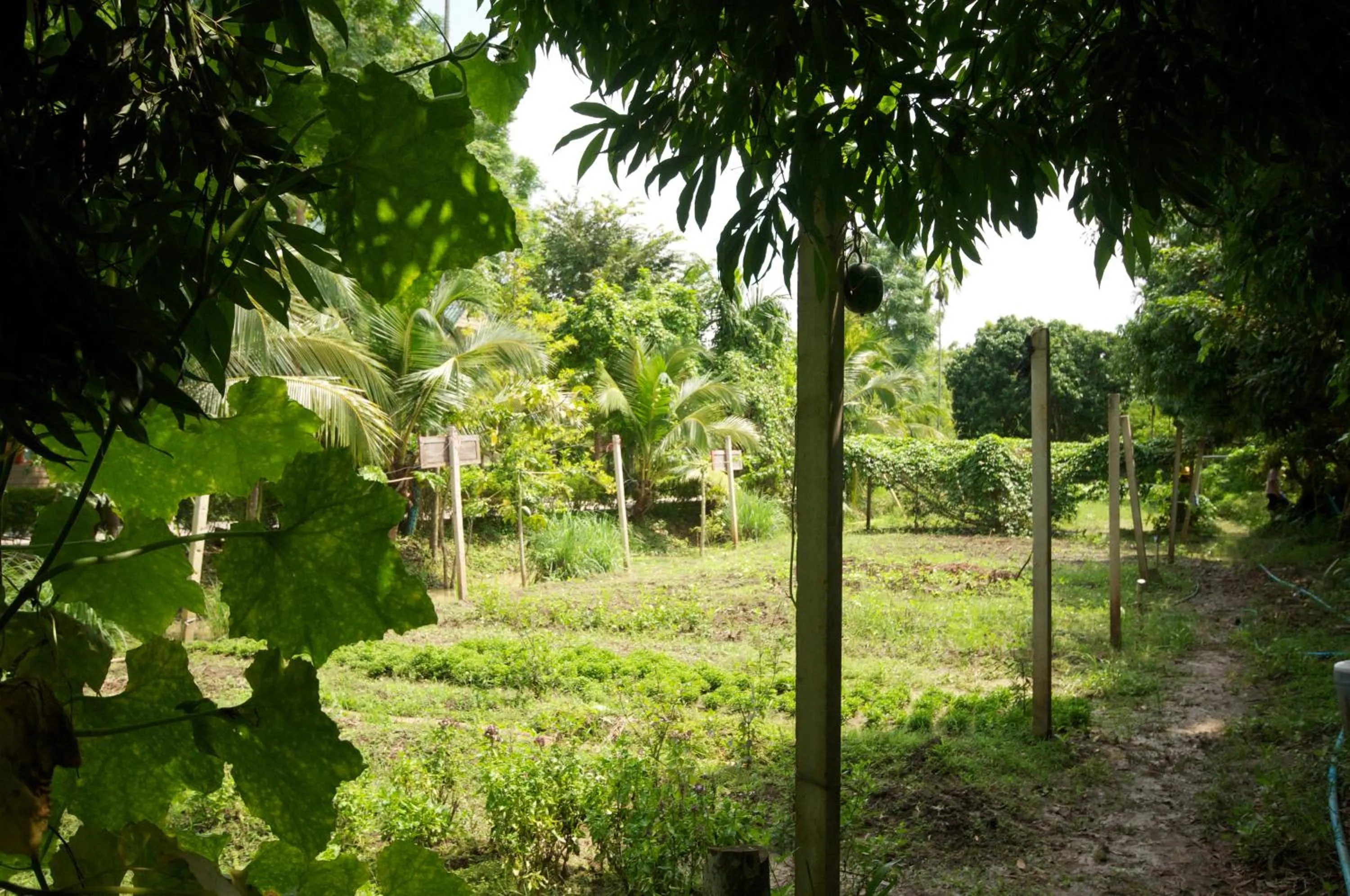 Garden view in Baantip Suantong