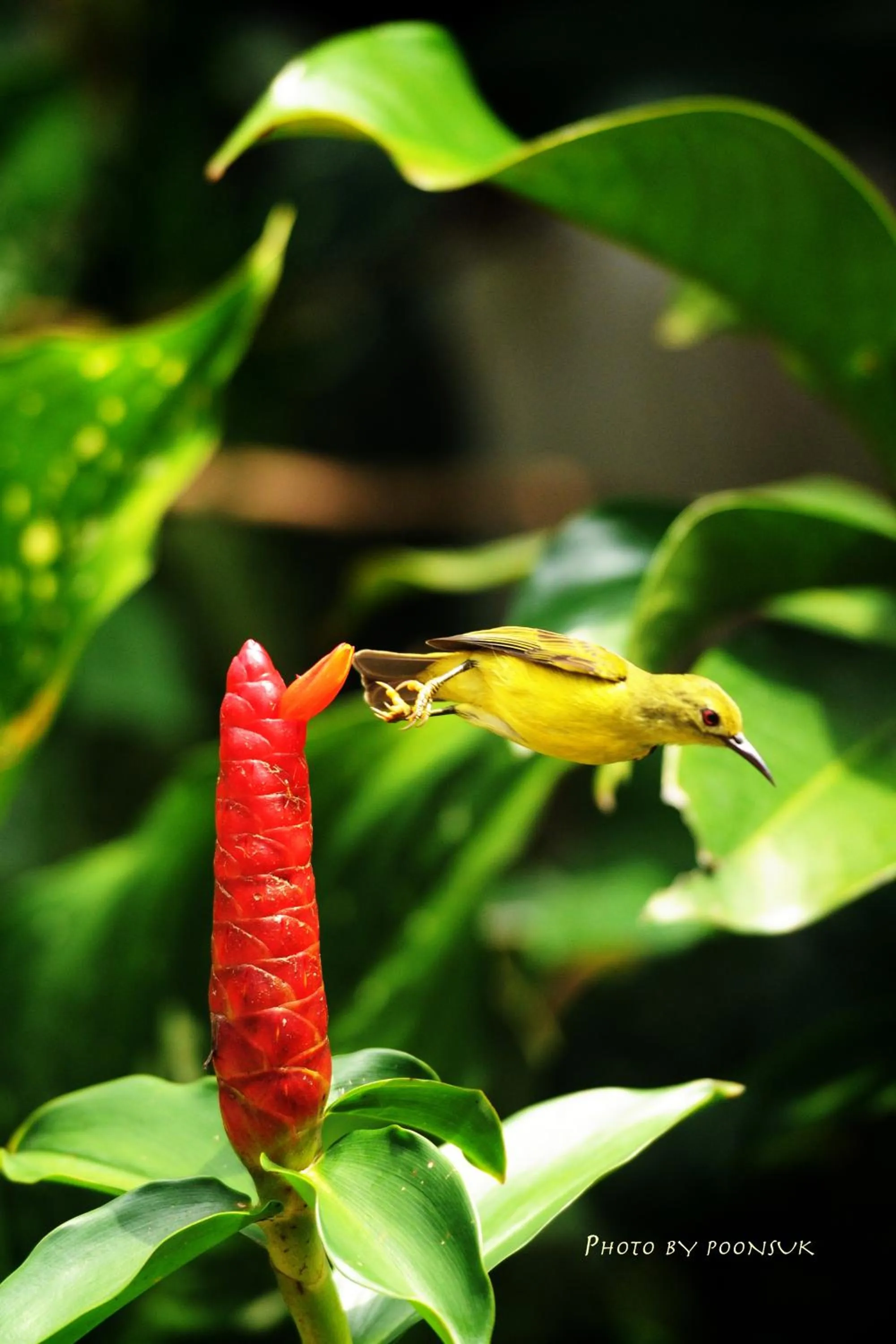 Natural landscape in Baantip Suantong