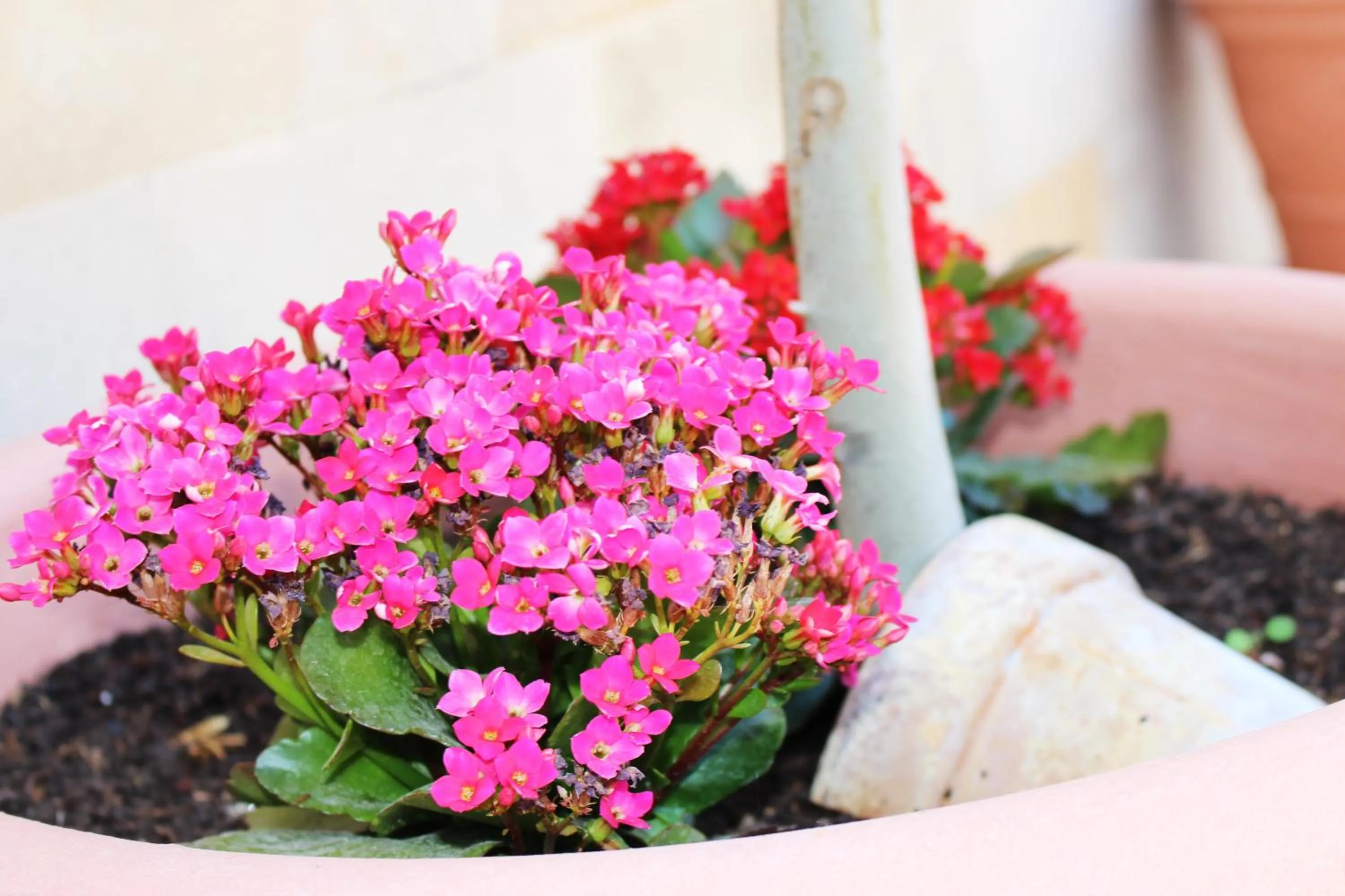 Garden in Hotel Rural Molino del Albaicín