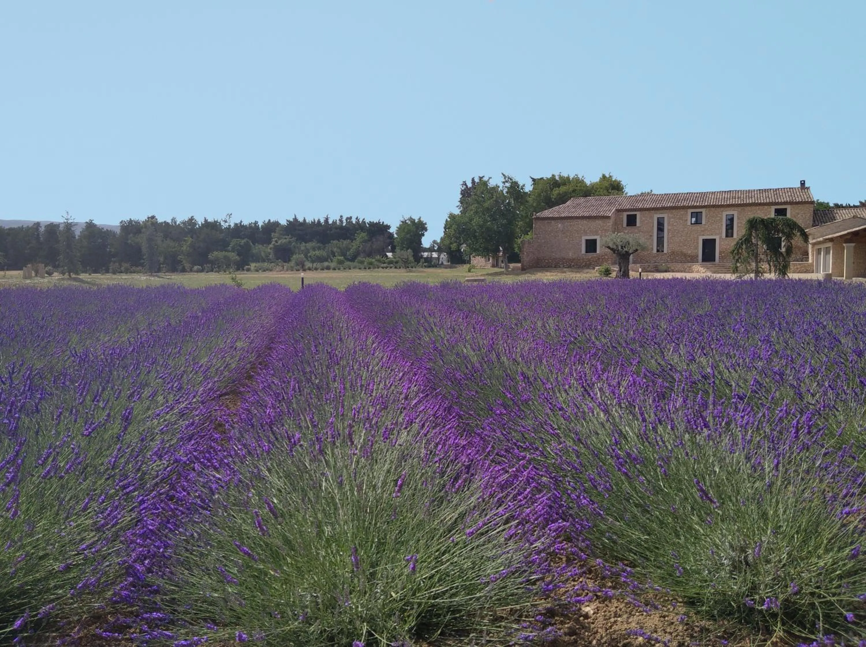 Natural landscape in Mas Des Fugueyrolles