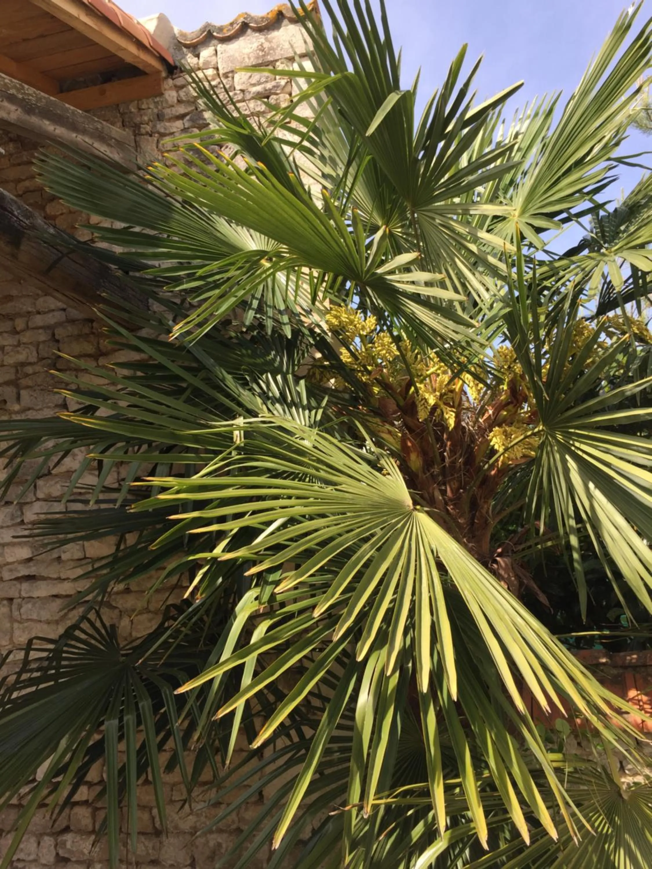 Garden in Rêves d'Autise