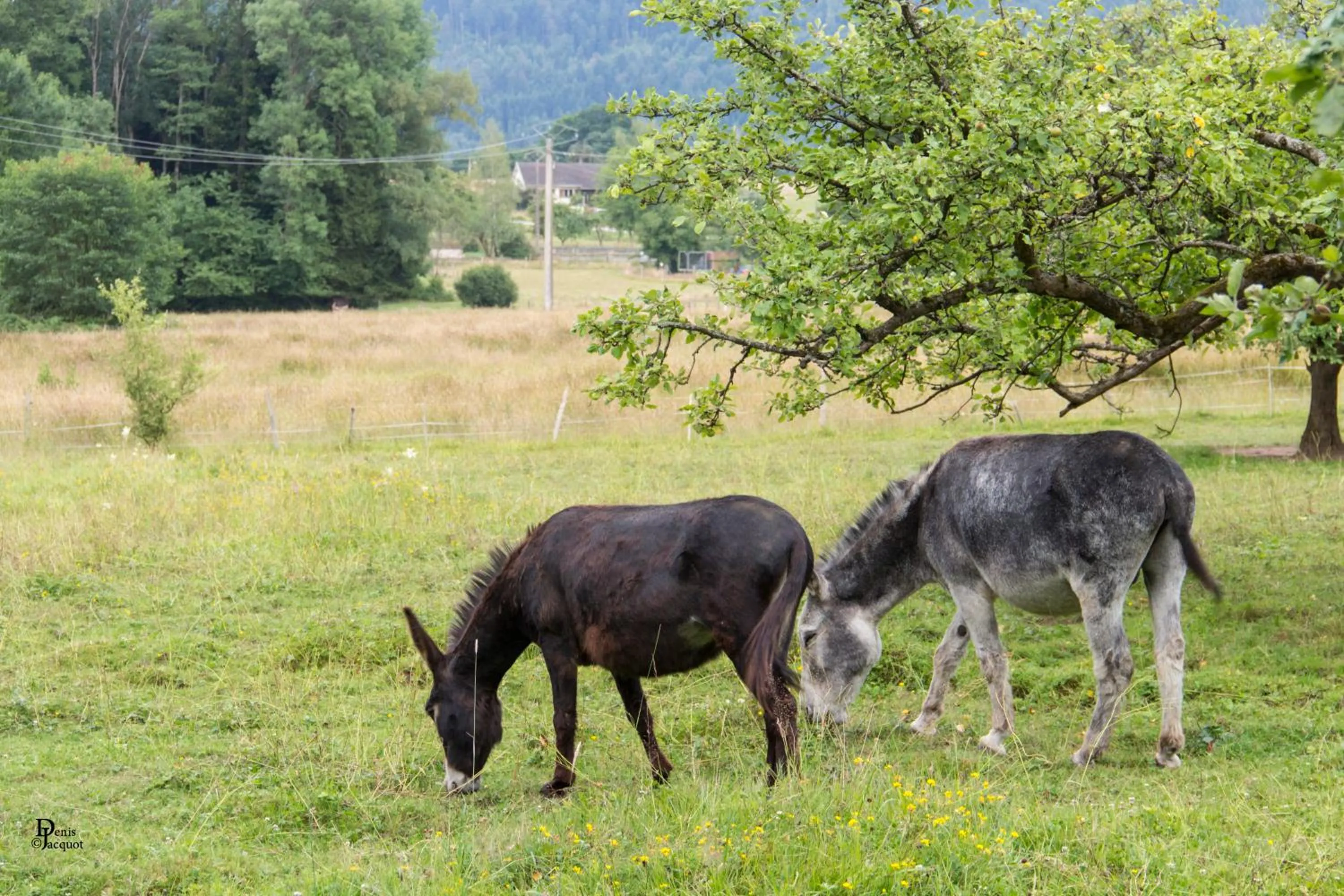 Day in Roulotte le temps de rever