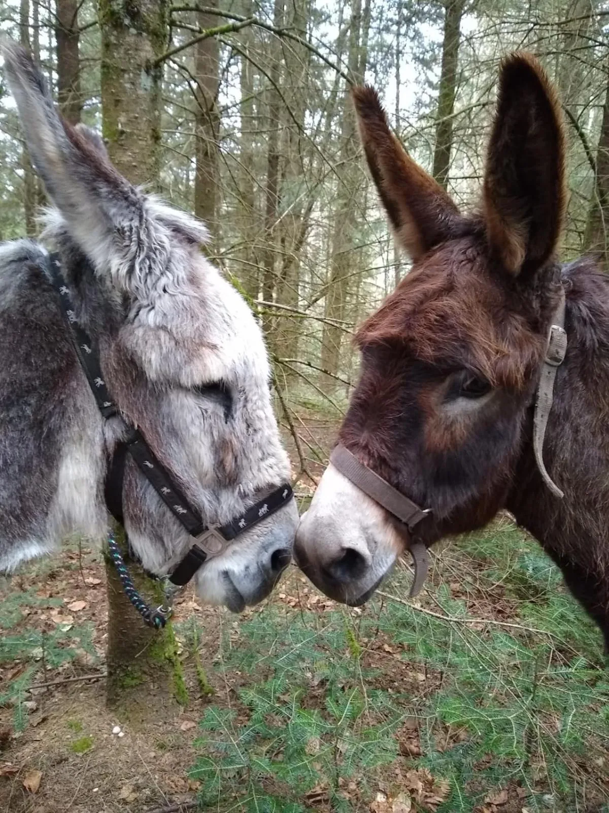 Animals in Roulotte le temps de rever