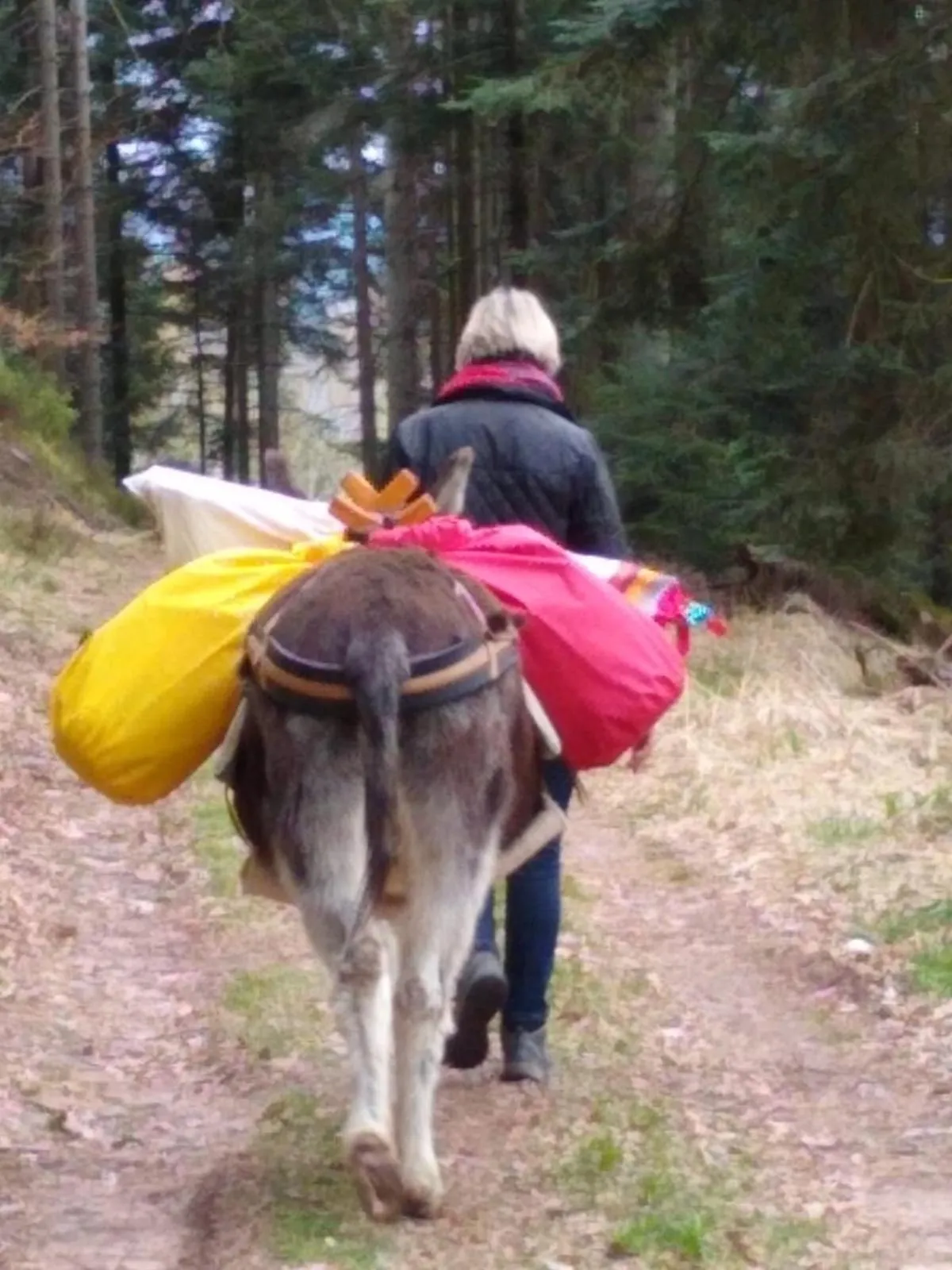 Animals in Roulotte le temps de rever