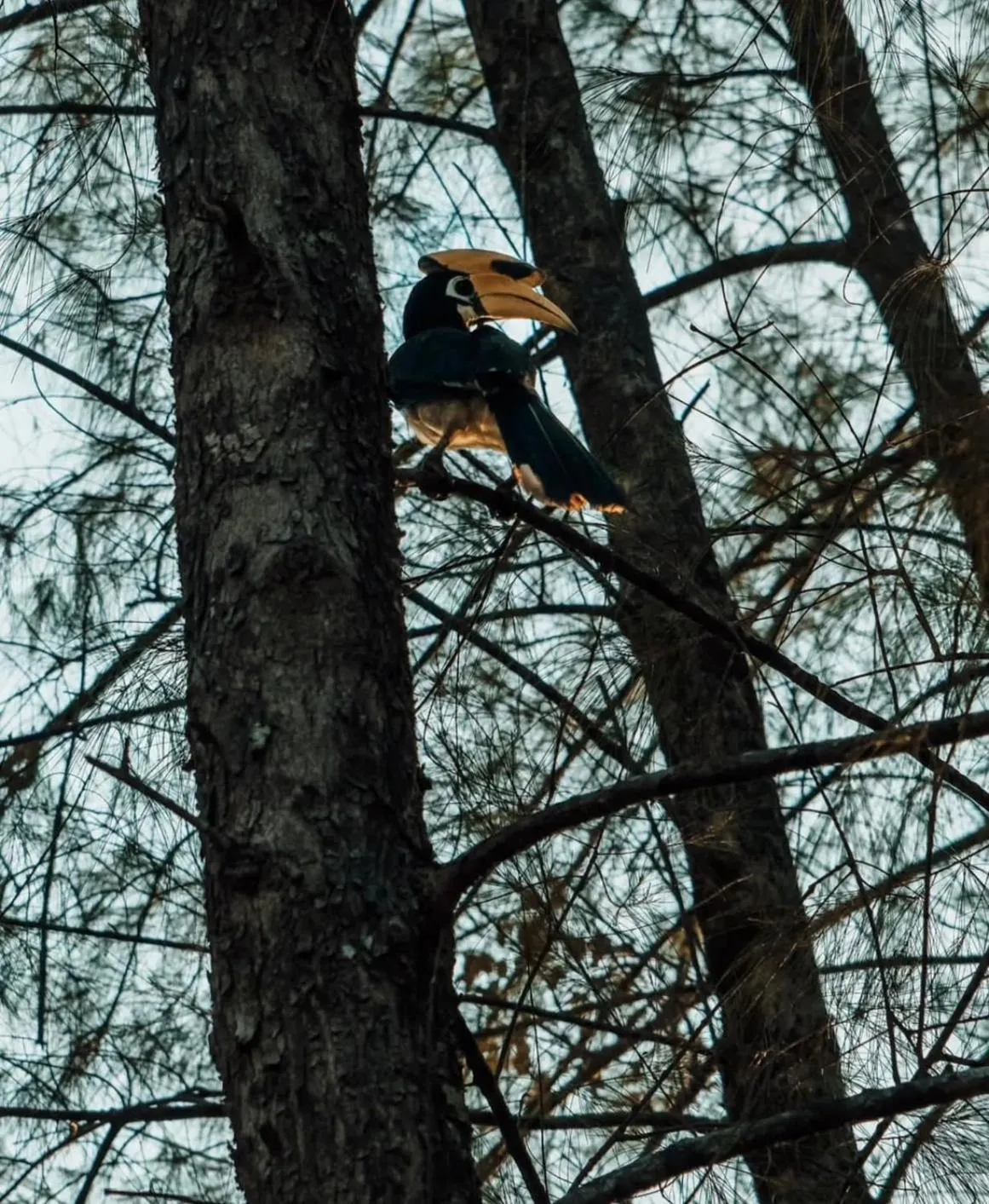 Animals in Hillhouse - Koh Yao Noi