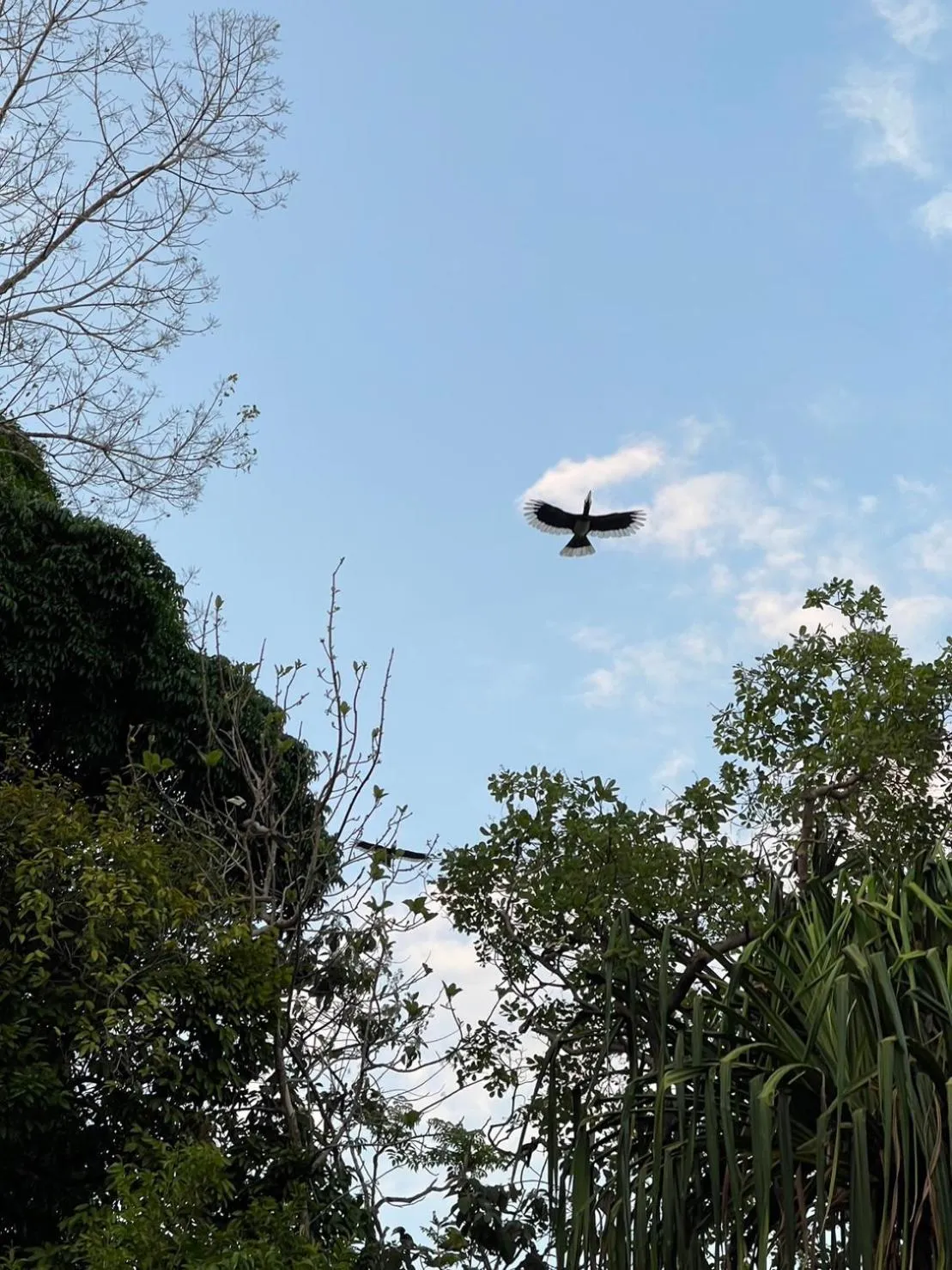 Day in Hillhouse - Koh Yao Noi