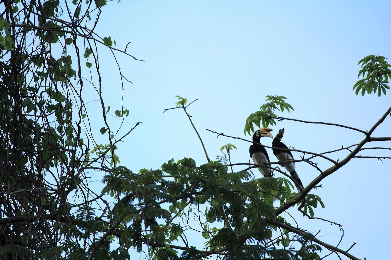 Day in Hillhouse - Koh Yao Noi