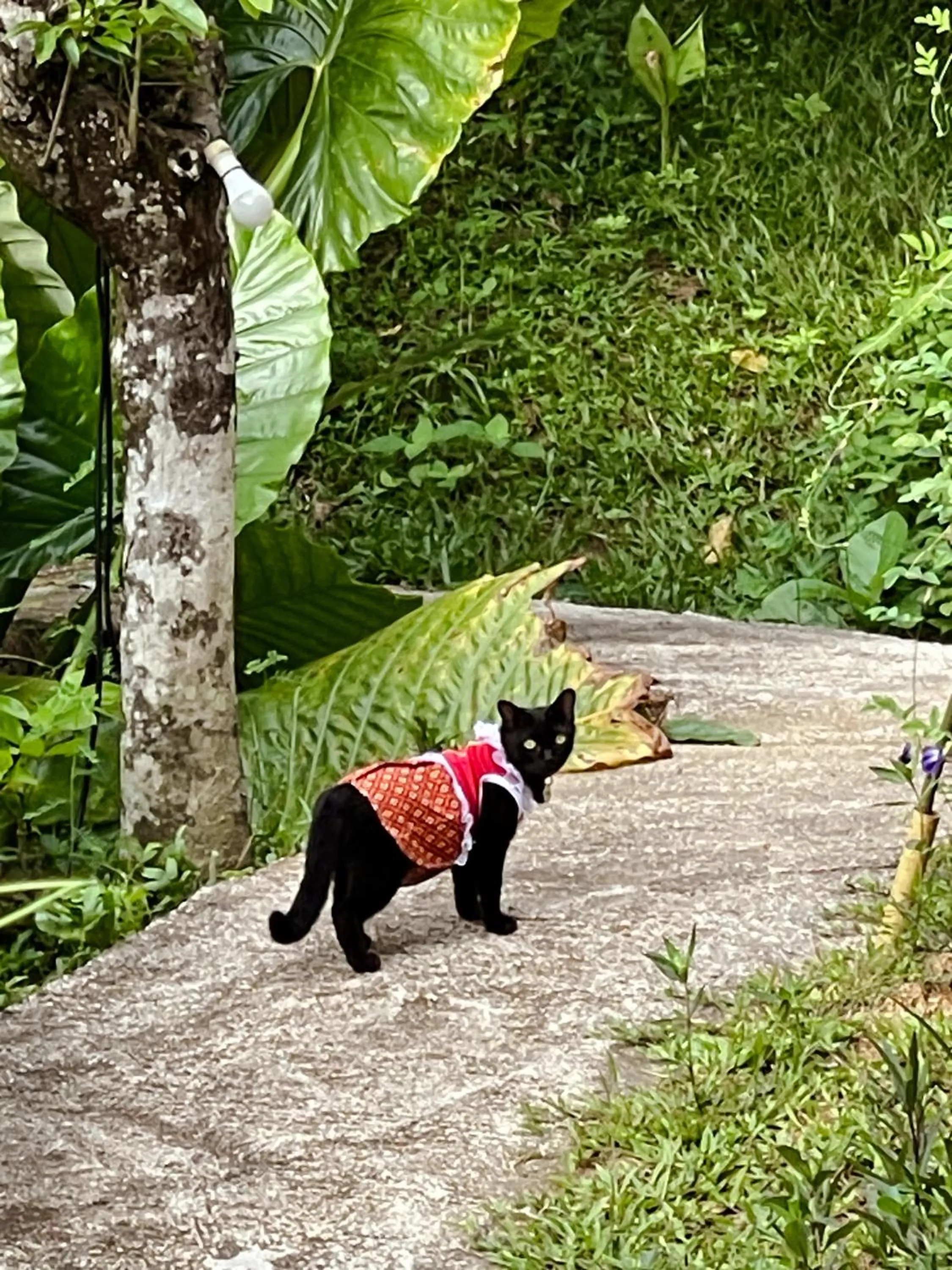 Day in Hillhouse - Koh Yao Noi