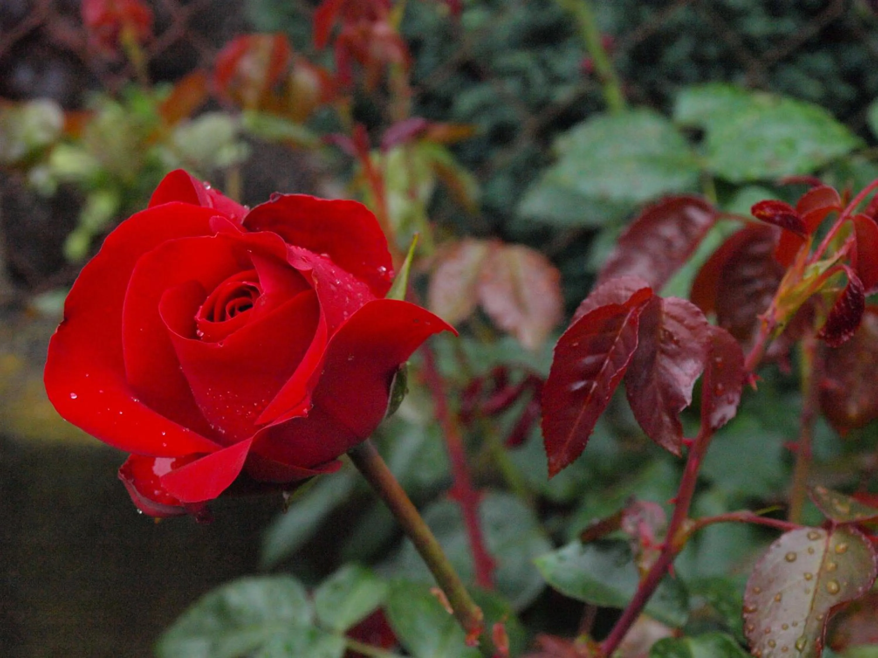 Garden in Hotel Chalet Swiss