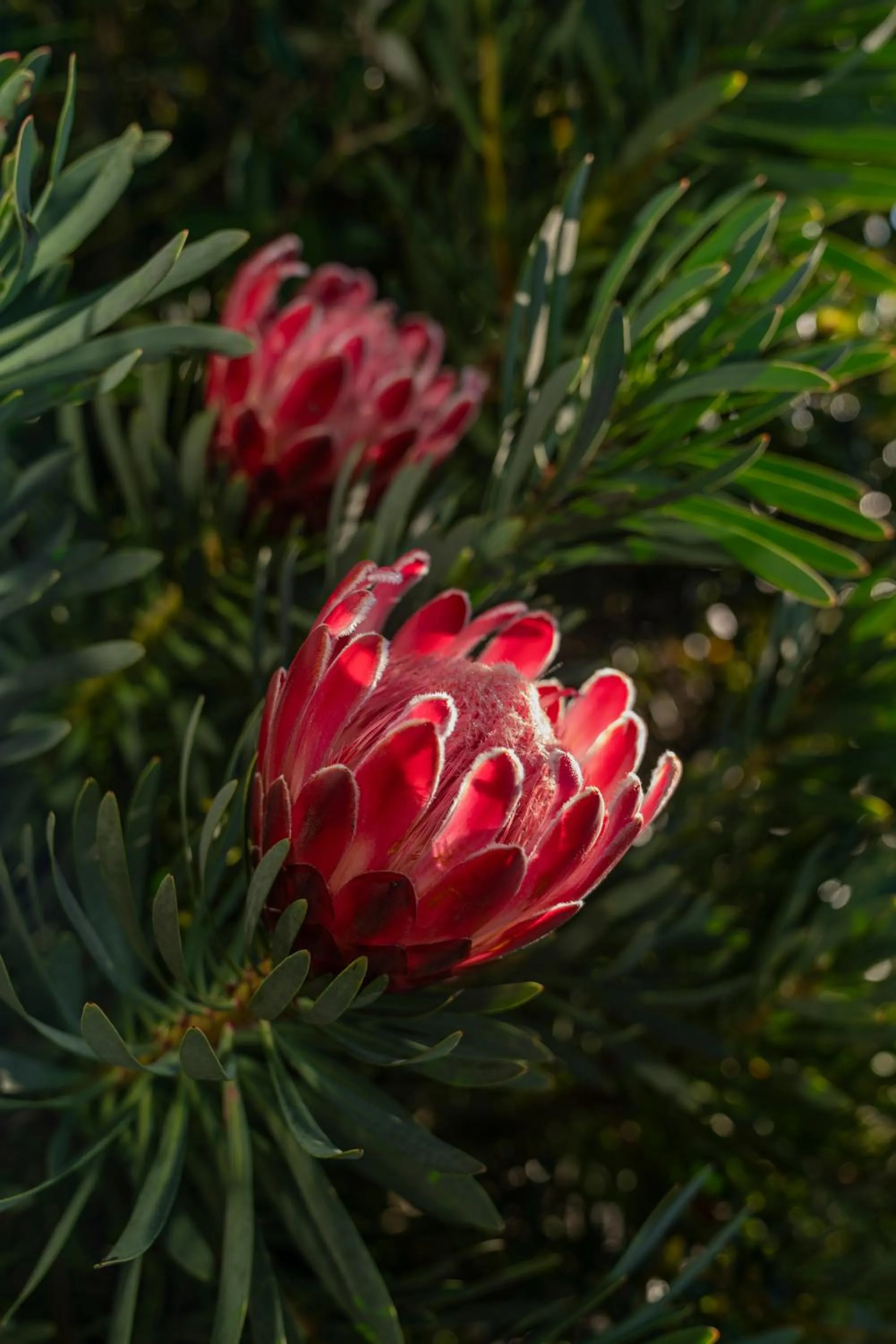 Garden view in Bayview Valley Lodge Bed & Breakfast