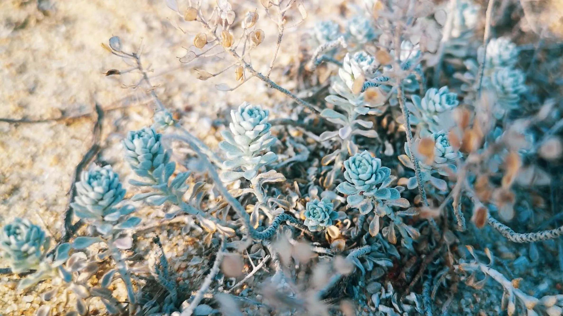 Natural landscape in Weißer Schwan Белият лебед