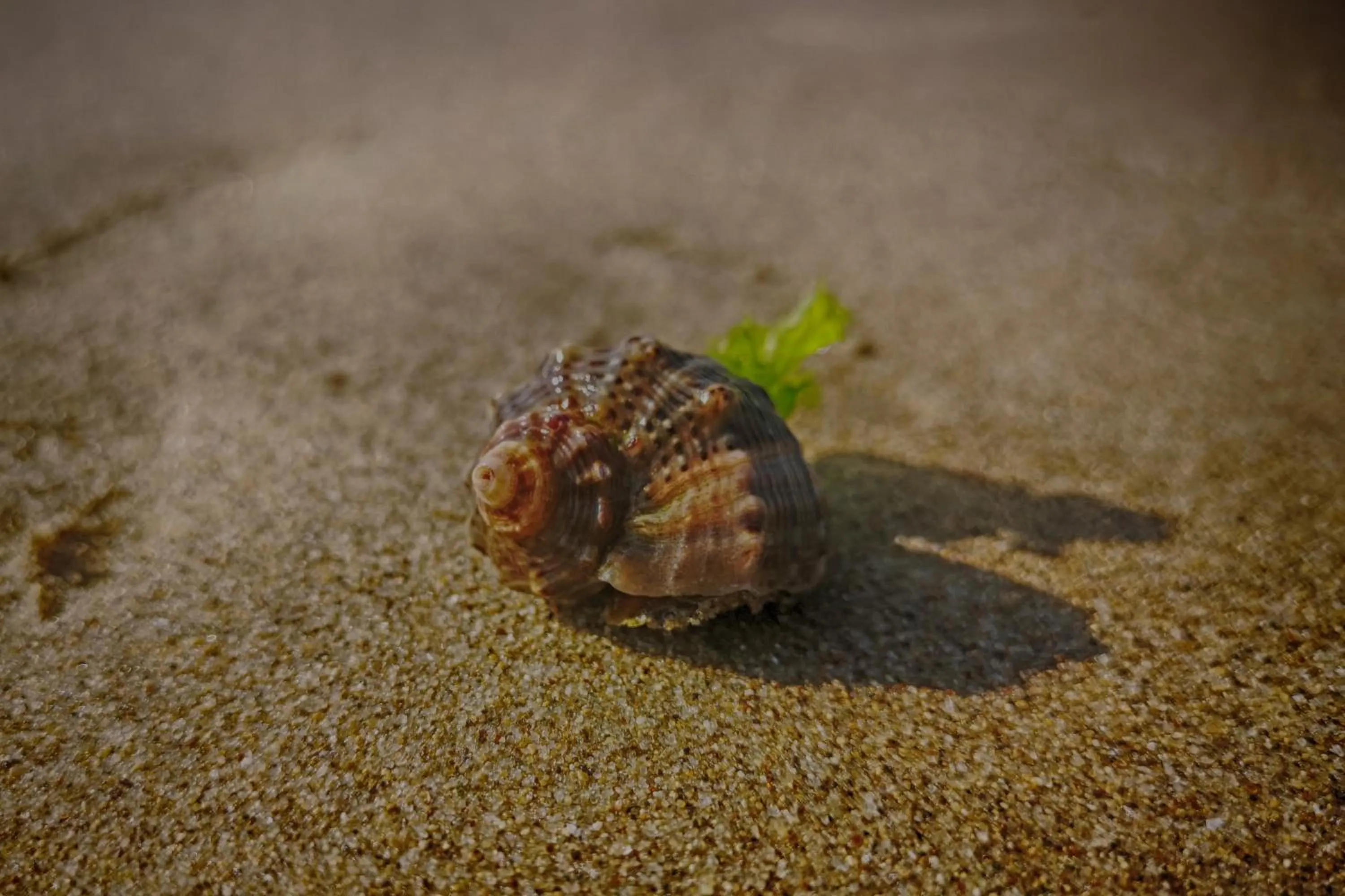 Beach in Weißer Schwan Белият лебед