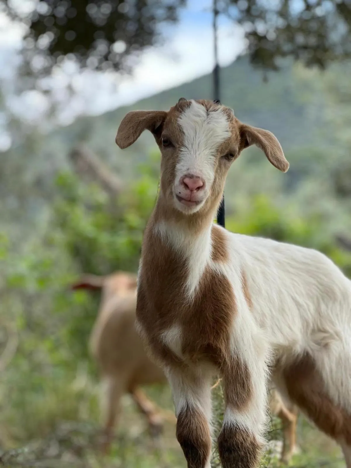 Property building in Pir Efes Konakları