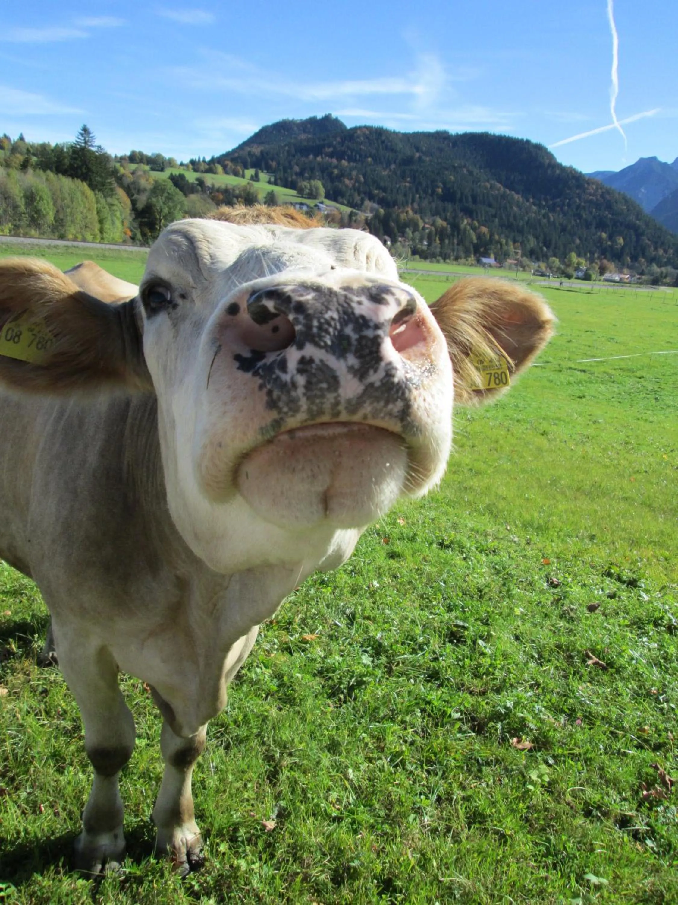 Animals in Landhotel Röfleuten