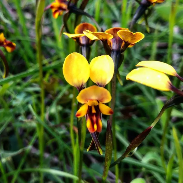 Off site in The Coorow Hotel