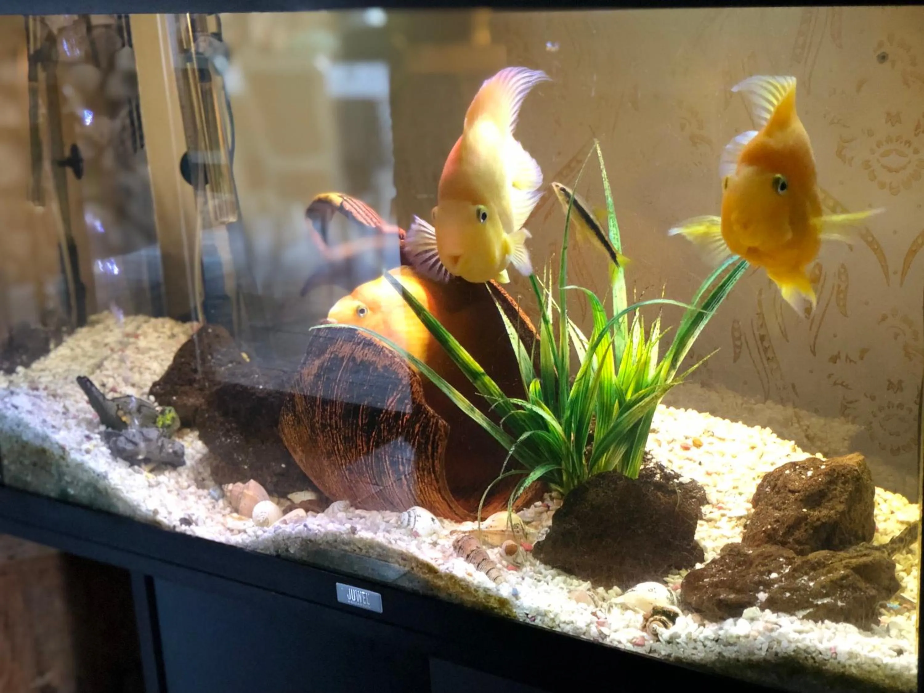 Pets in TEPIĆ Garni Hotel