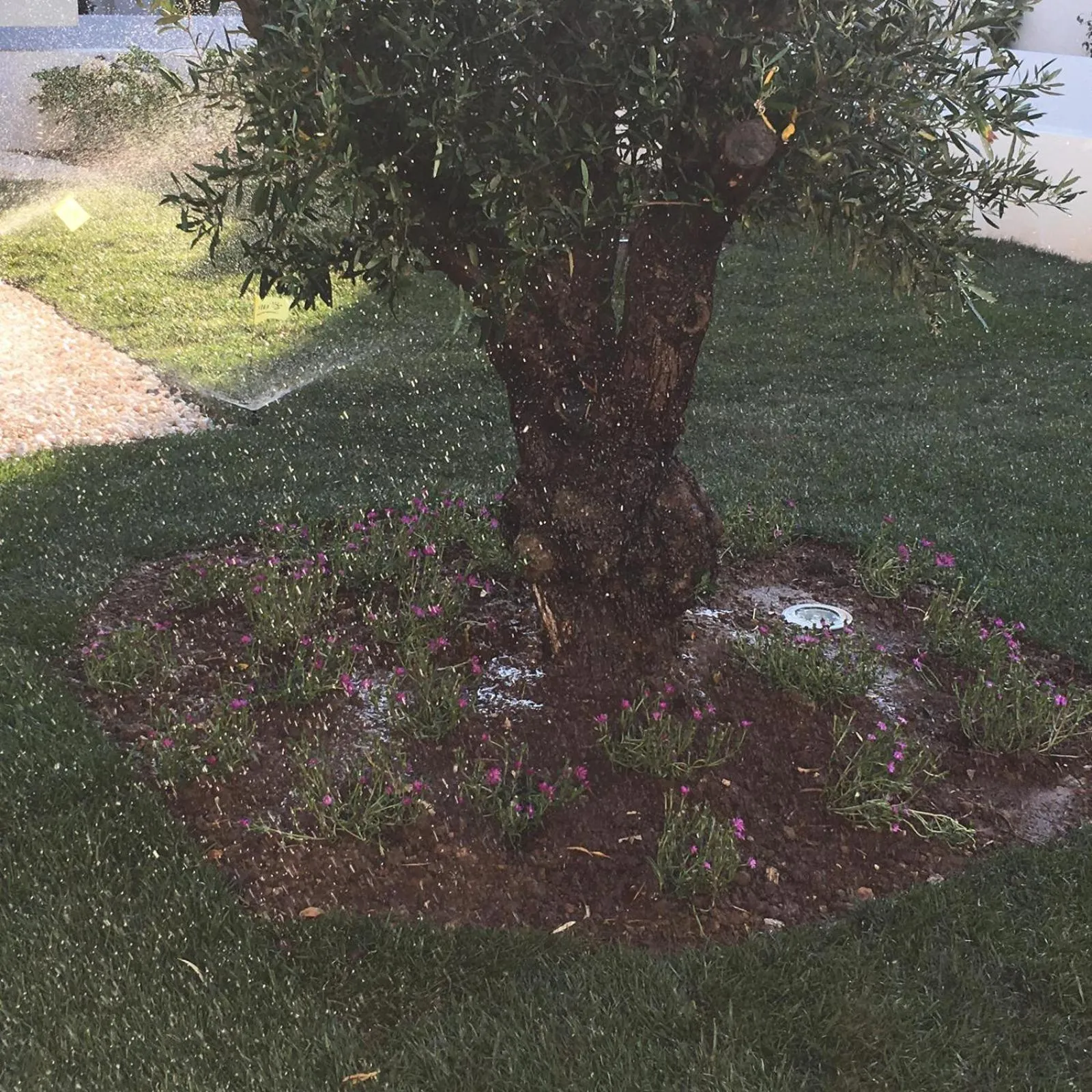 Garden in La Casa di Francesca B&B