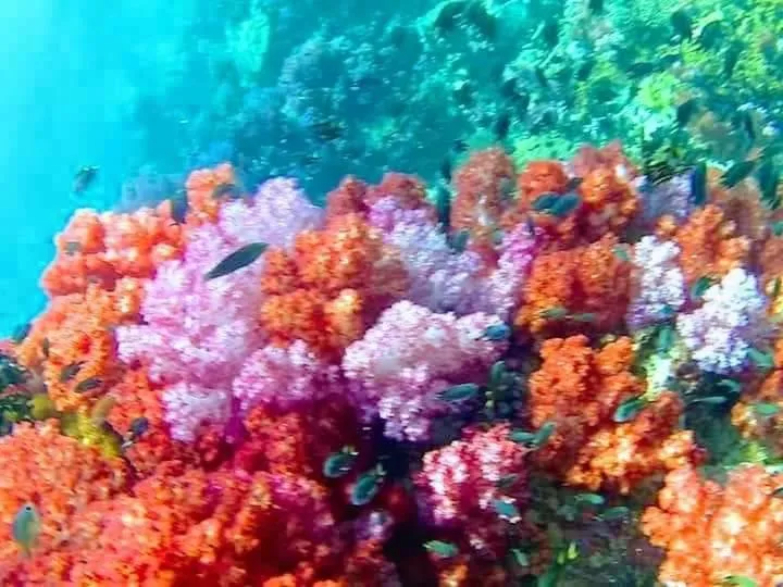 DAYA Beach, Lipe local