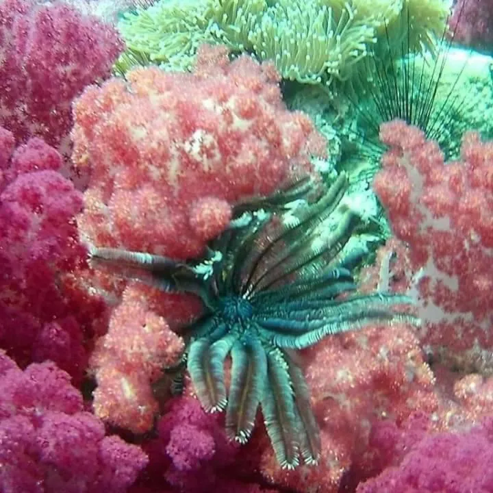 DAYA Beach, Lipe local