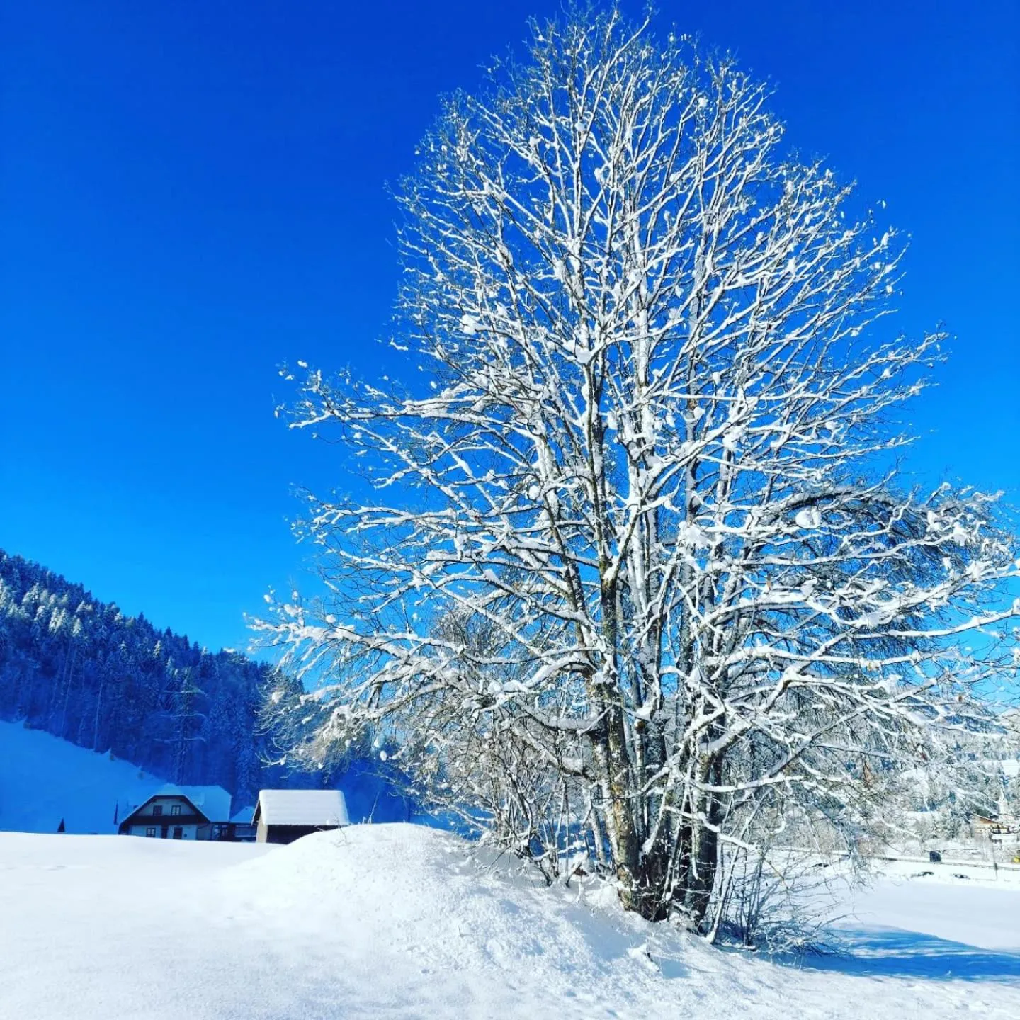 Al sentiero di Charly