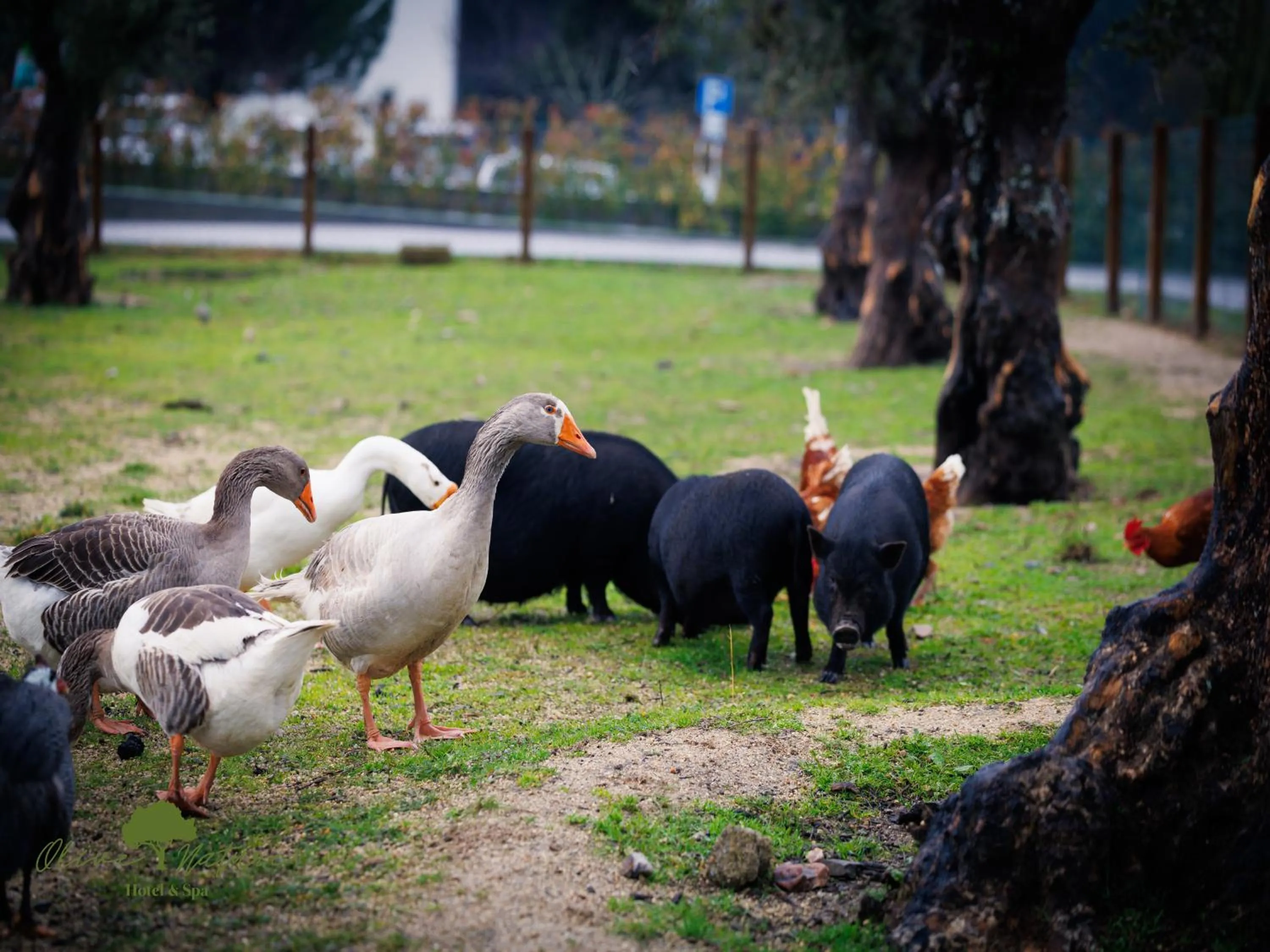 Animals in Olive Nature Hotel & SPA - Quinta Valle de Passos