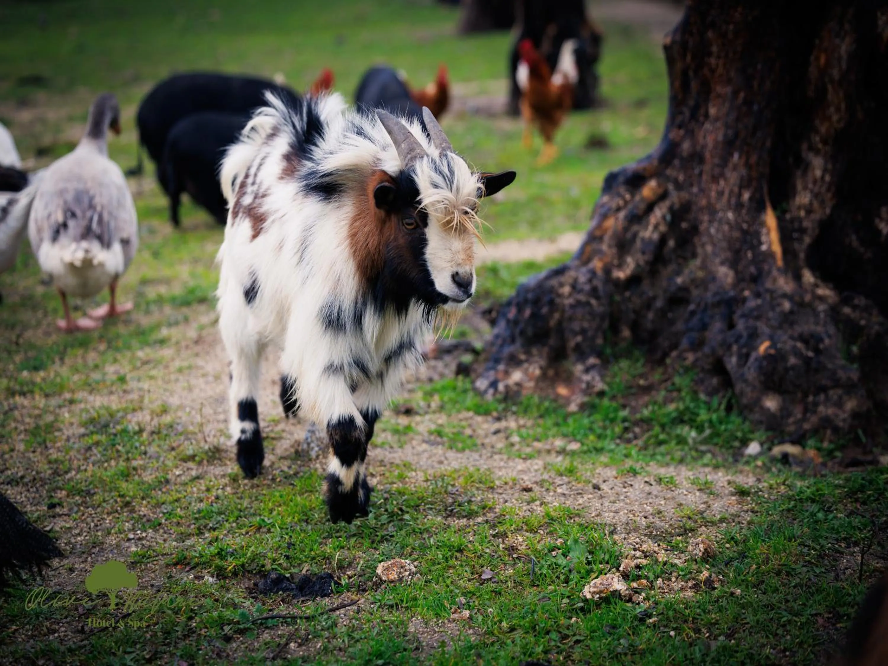 Animals in Olive Nature Hotel & SPA - Quinta Valle de Passos