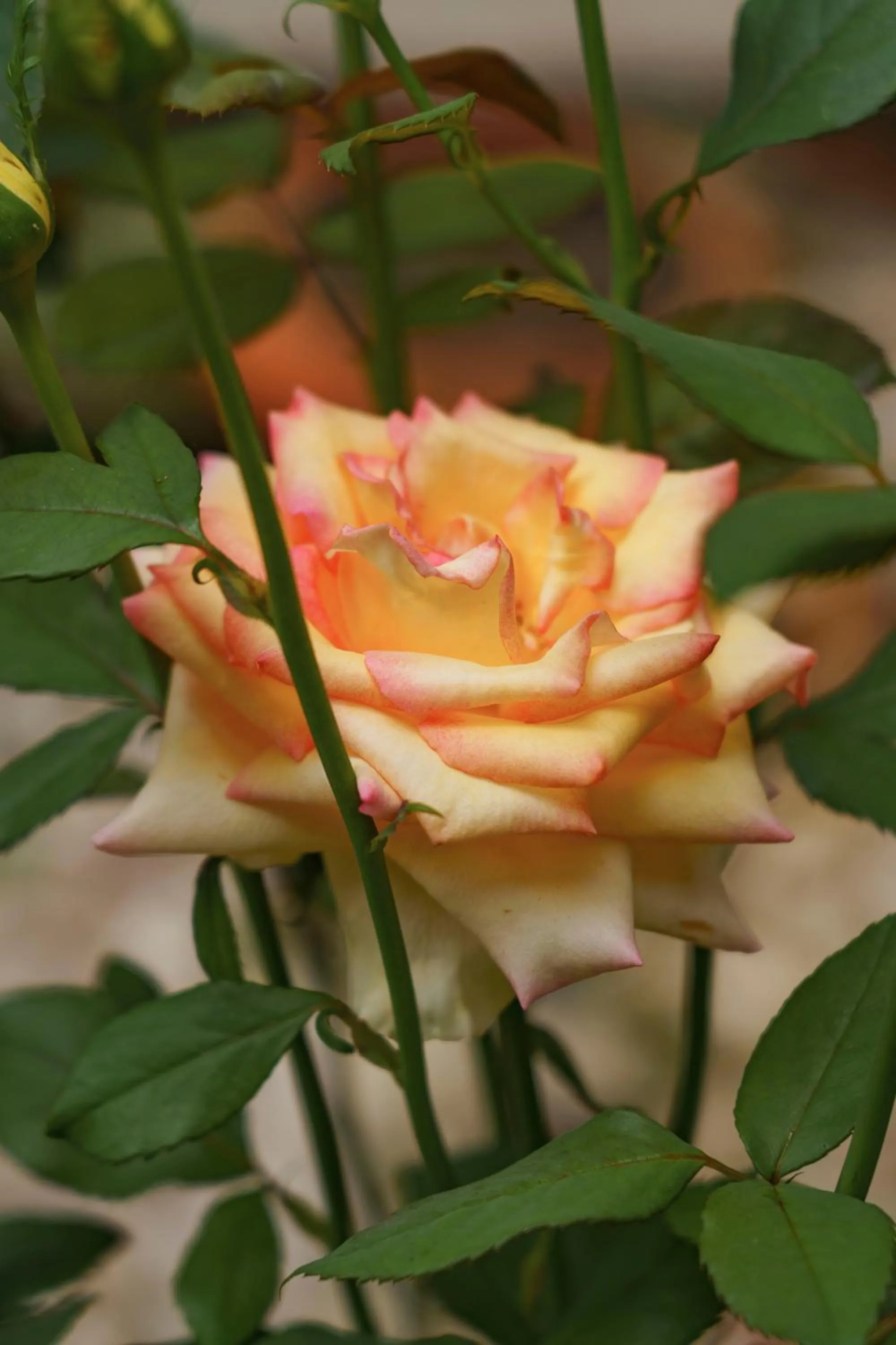 Decorative detail in Hotel Boutique las Rosas 5 G