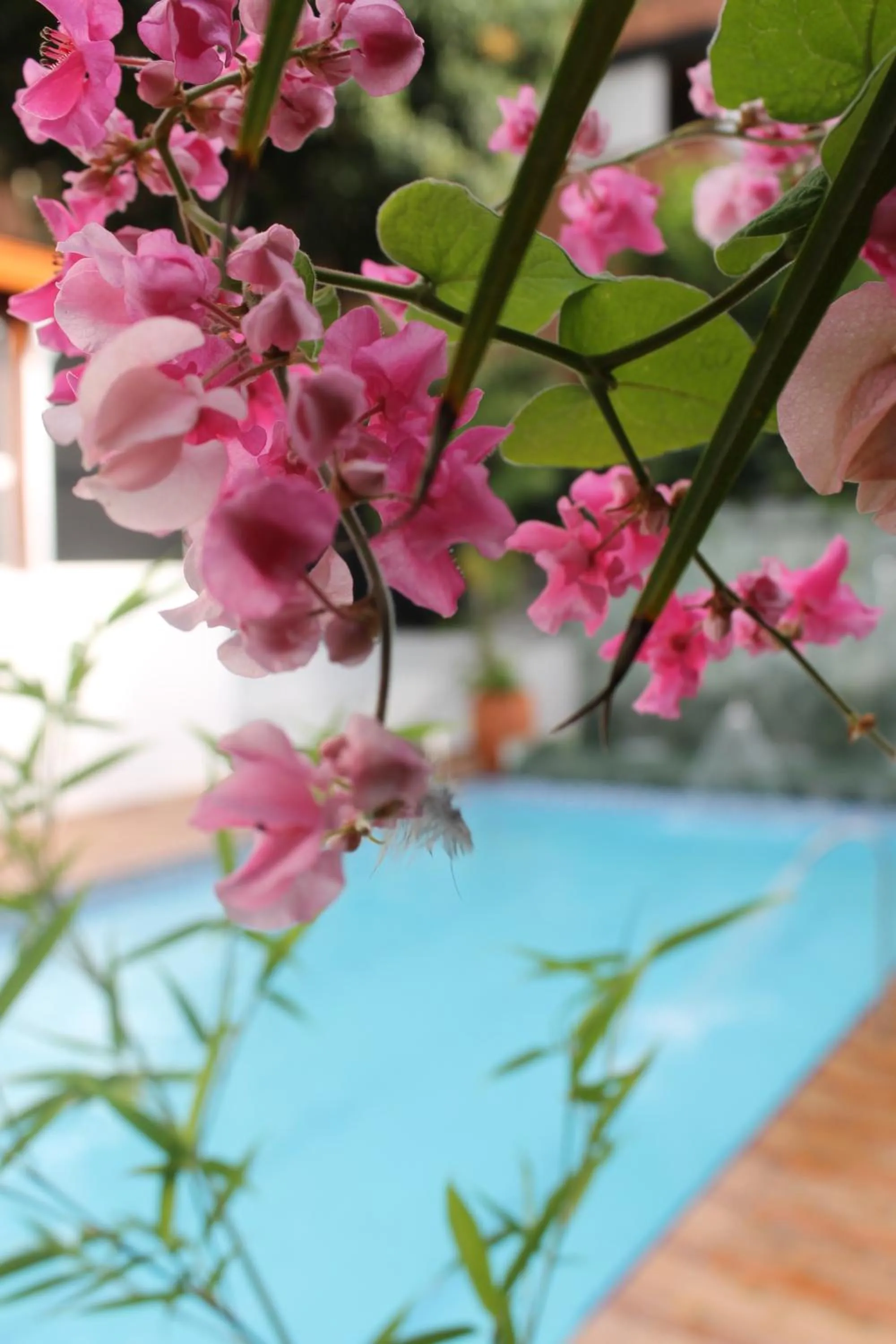 Garden in Hotel Boutique las Rosas 5 G