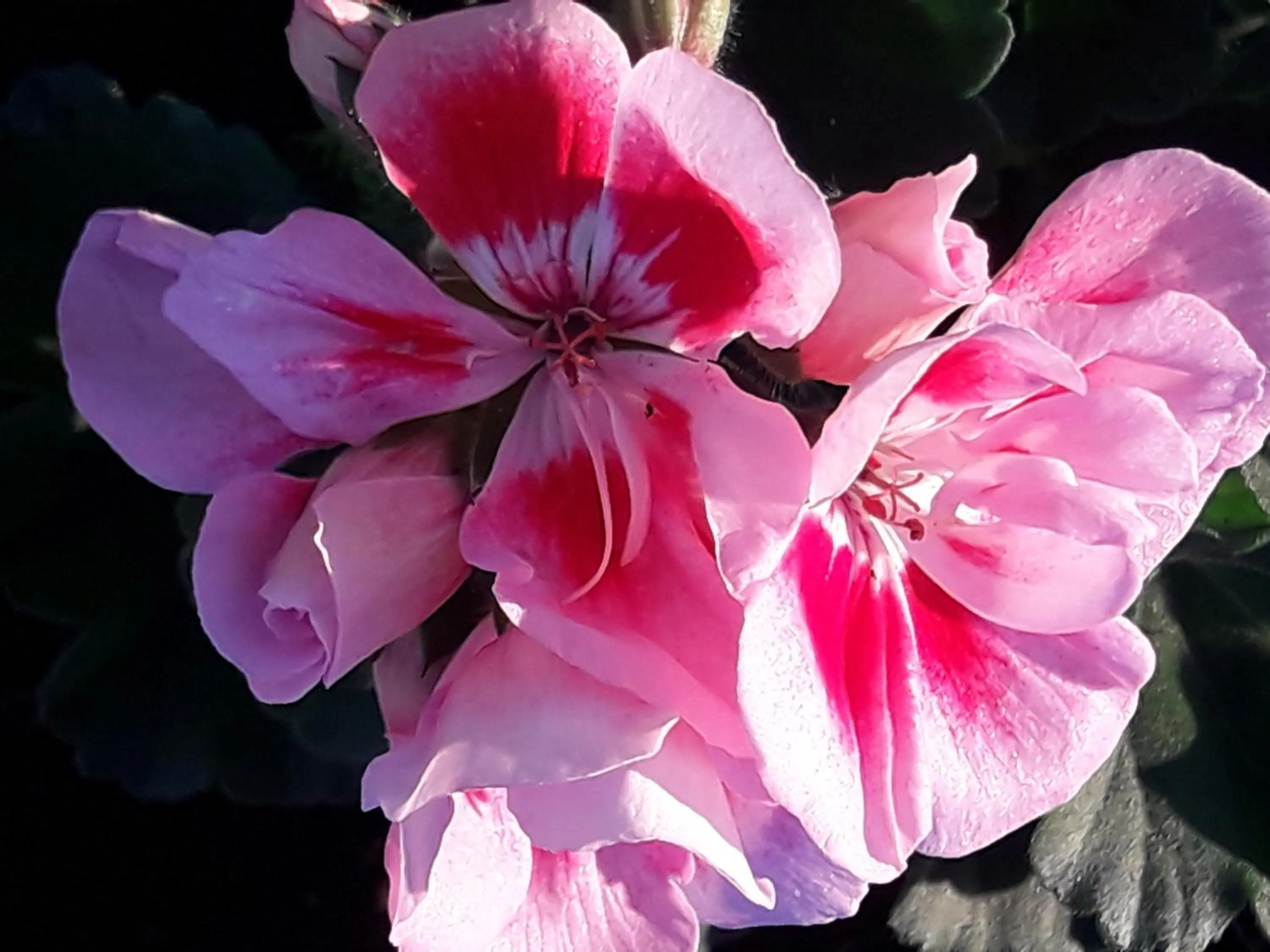 Spring in HARMONY Hotel Hostel Aruba