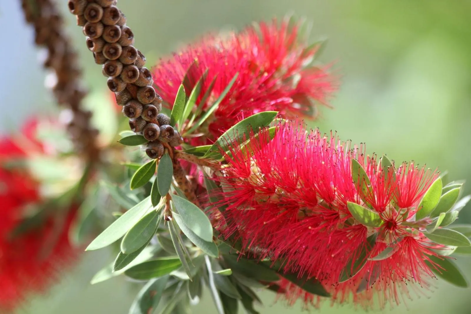 Swimming pool in HARMONY Hotel Hostel Aruba